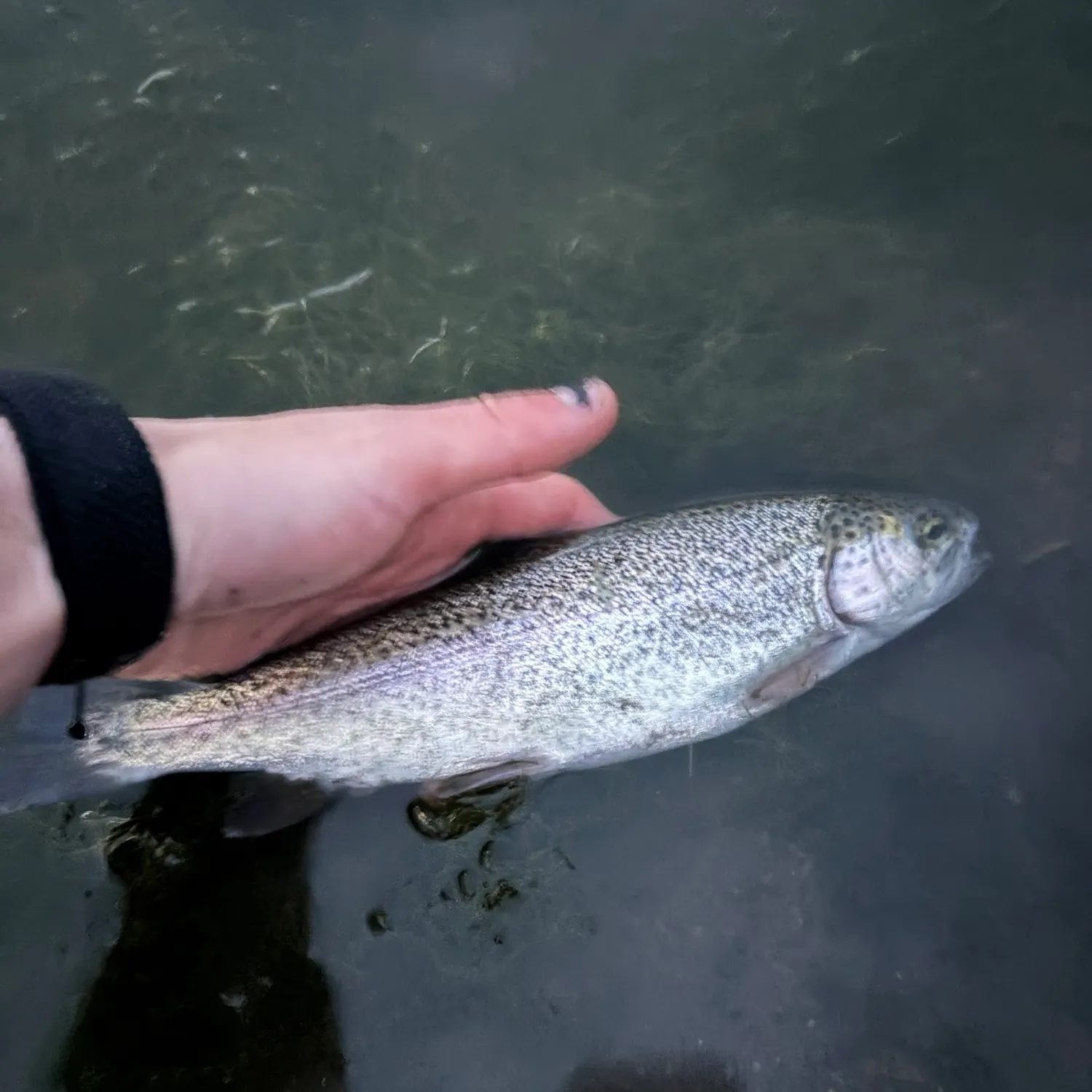 Rainbow trout caught on Fishbrain