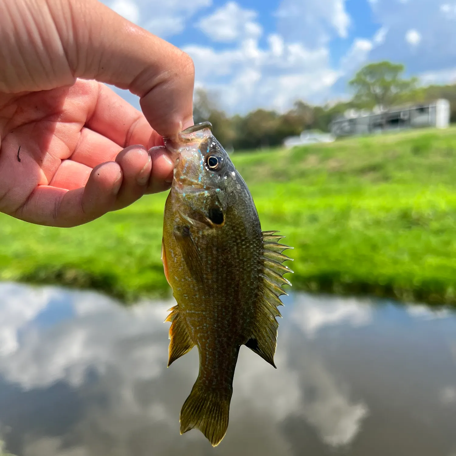 Green sunfish caught on Fishbrain