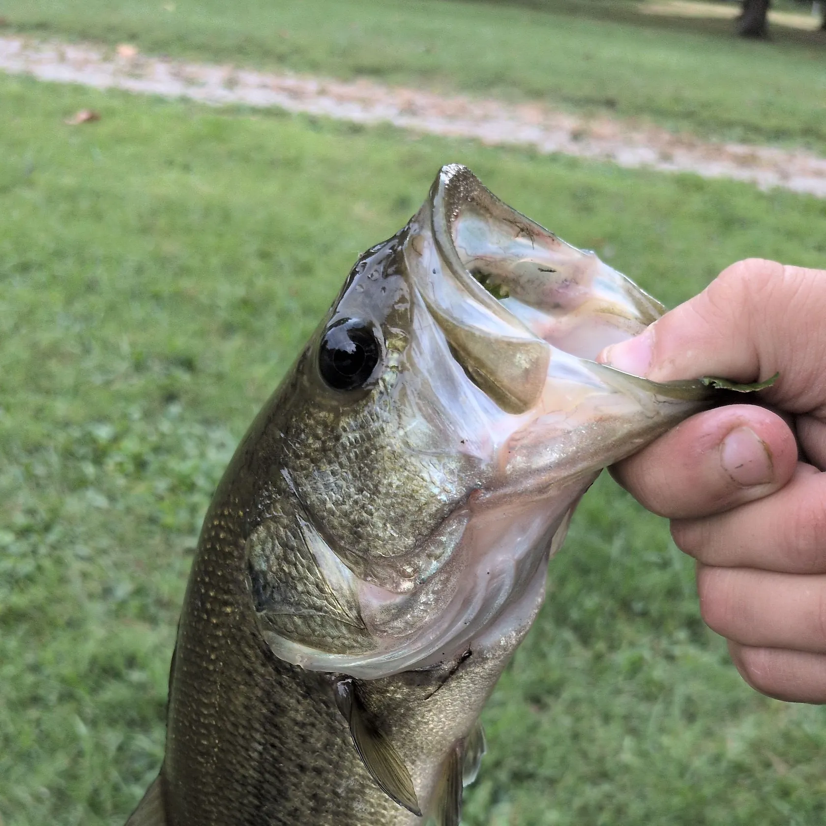Fish caught on Fishbrain