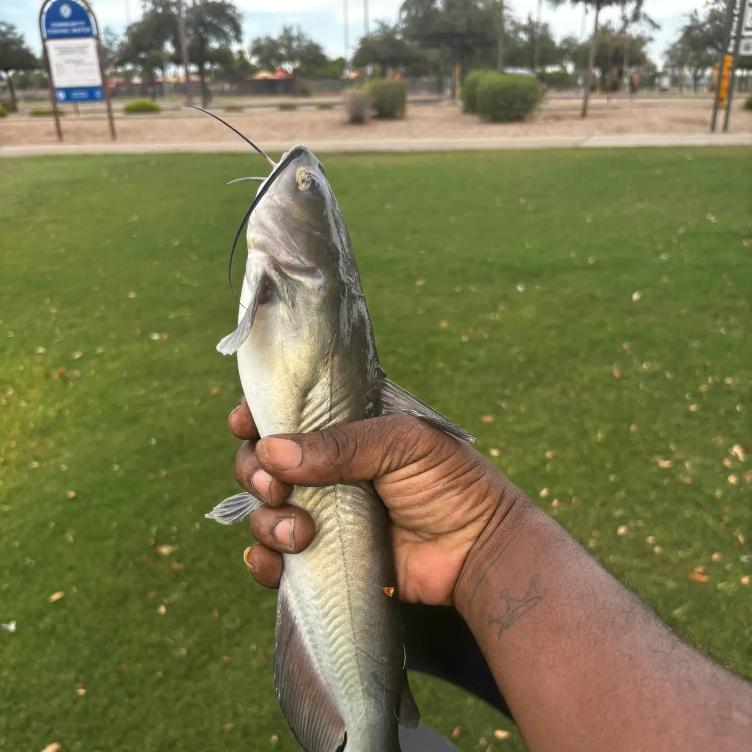 catch