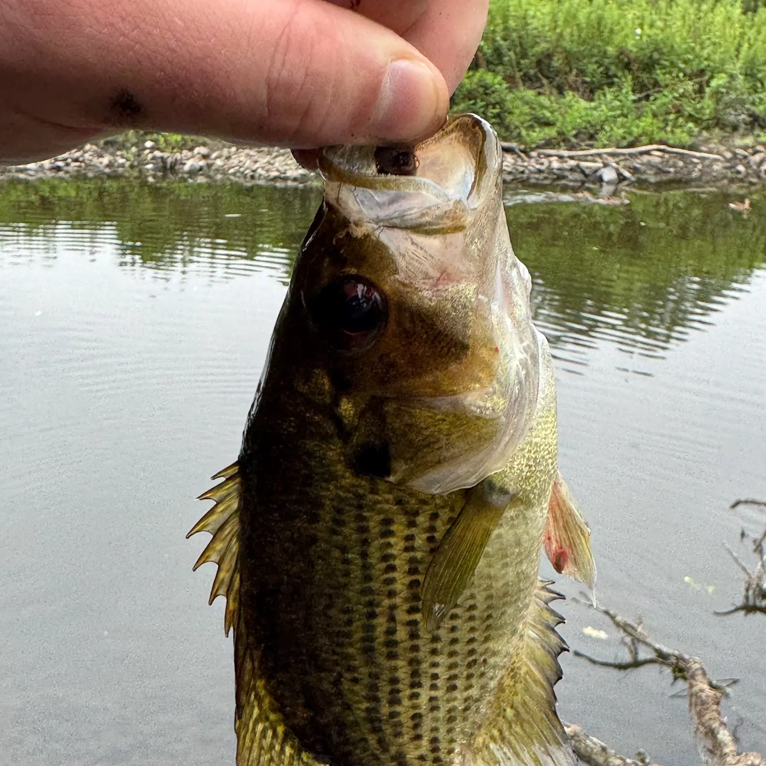 Rock bass caught on Fishbrain