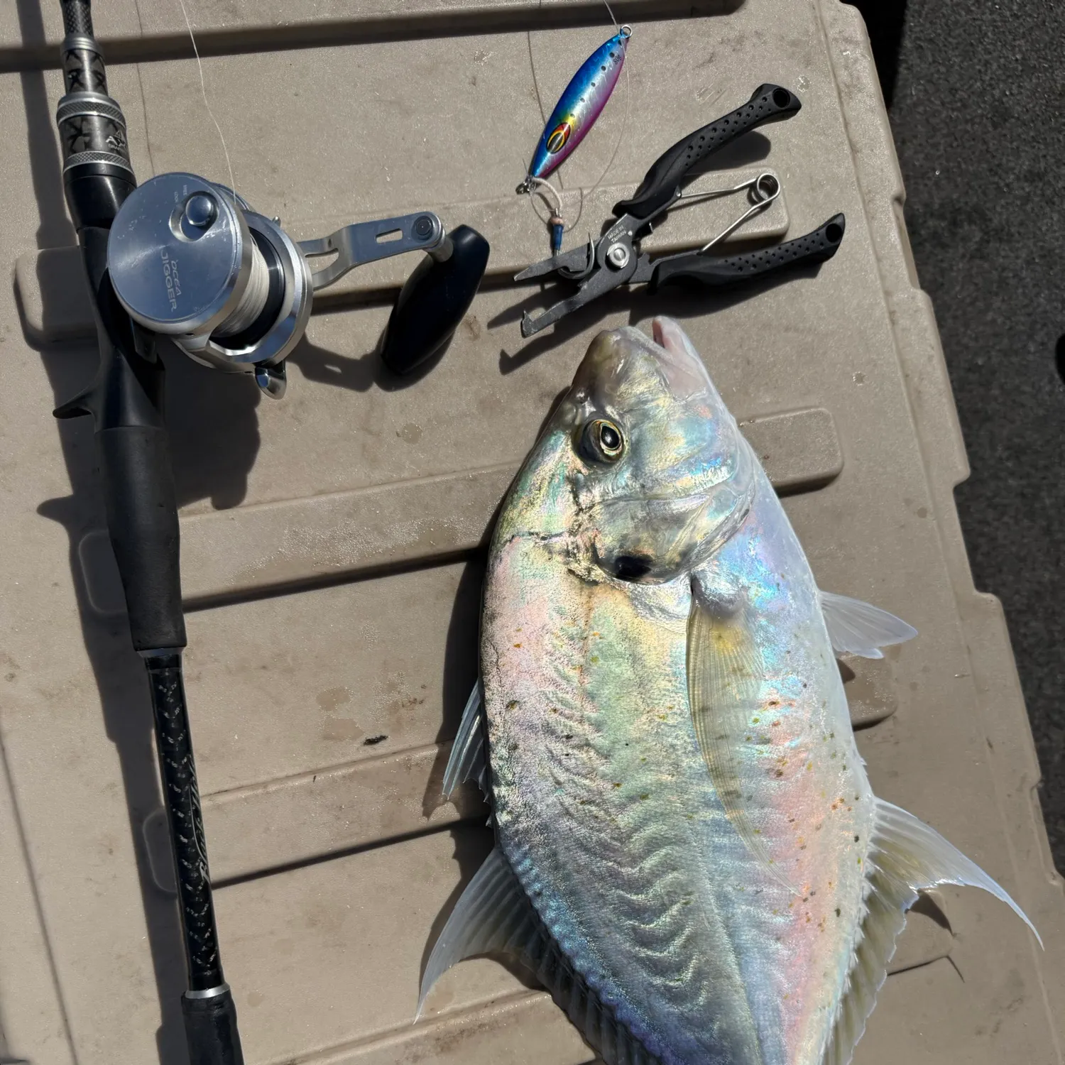 The most recent Longnose trevally catches on Fishbrain