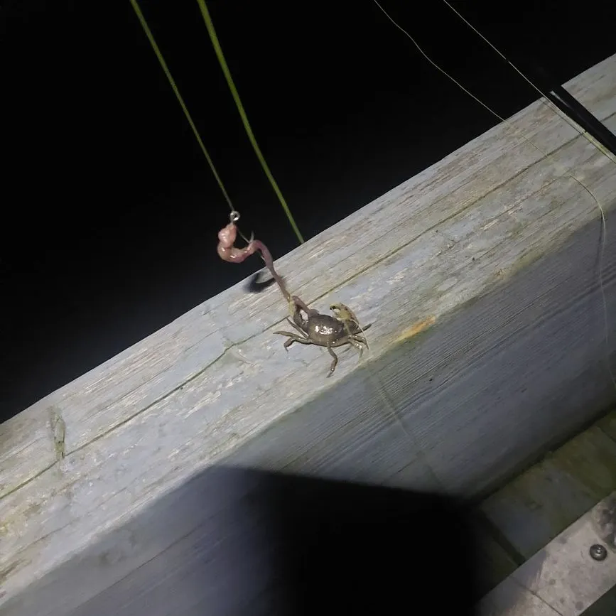 The most recent Blue swimmer crab catches on Fishbrain