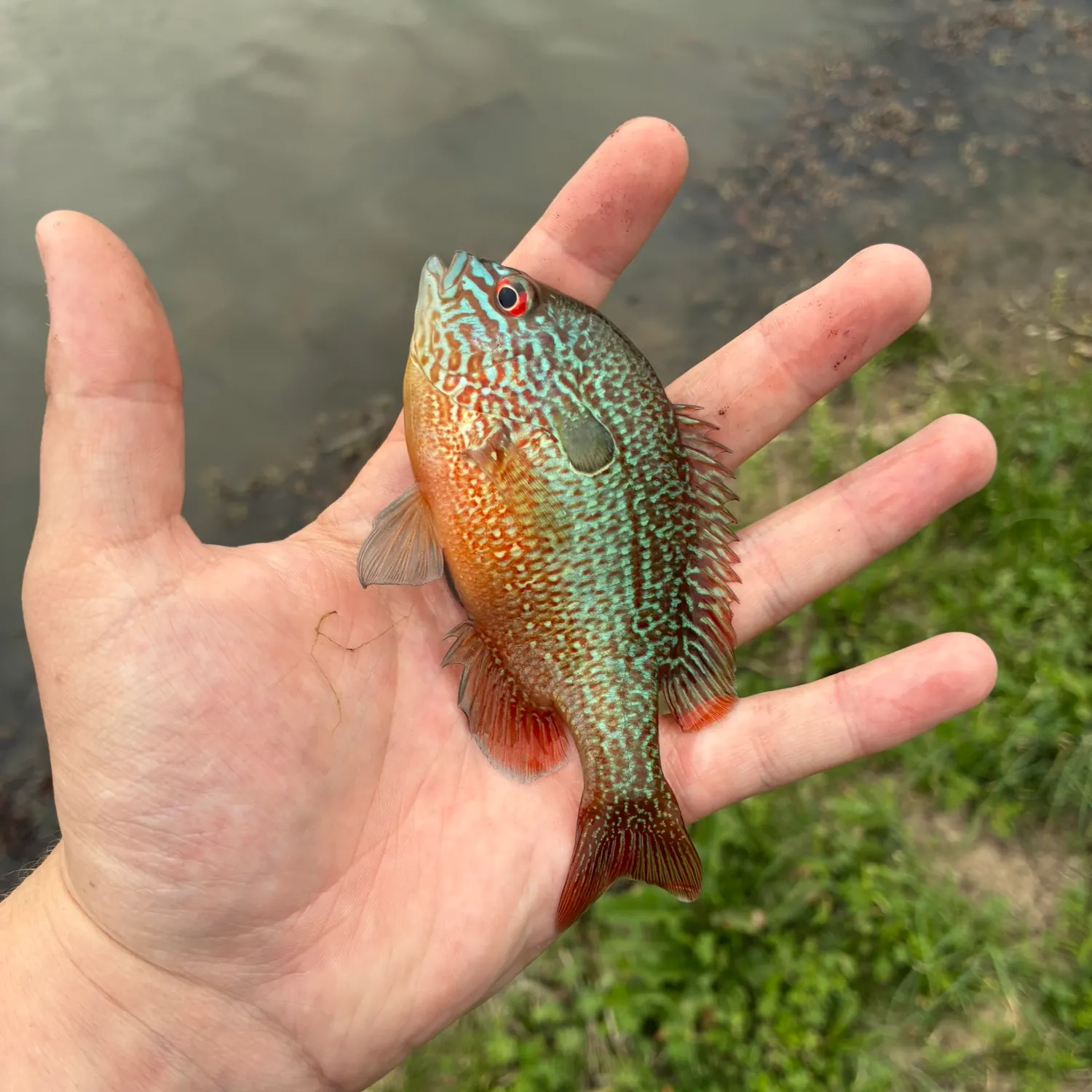 The most recent Longear sunfish catches on Fishbrain