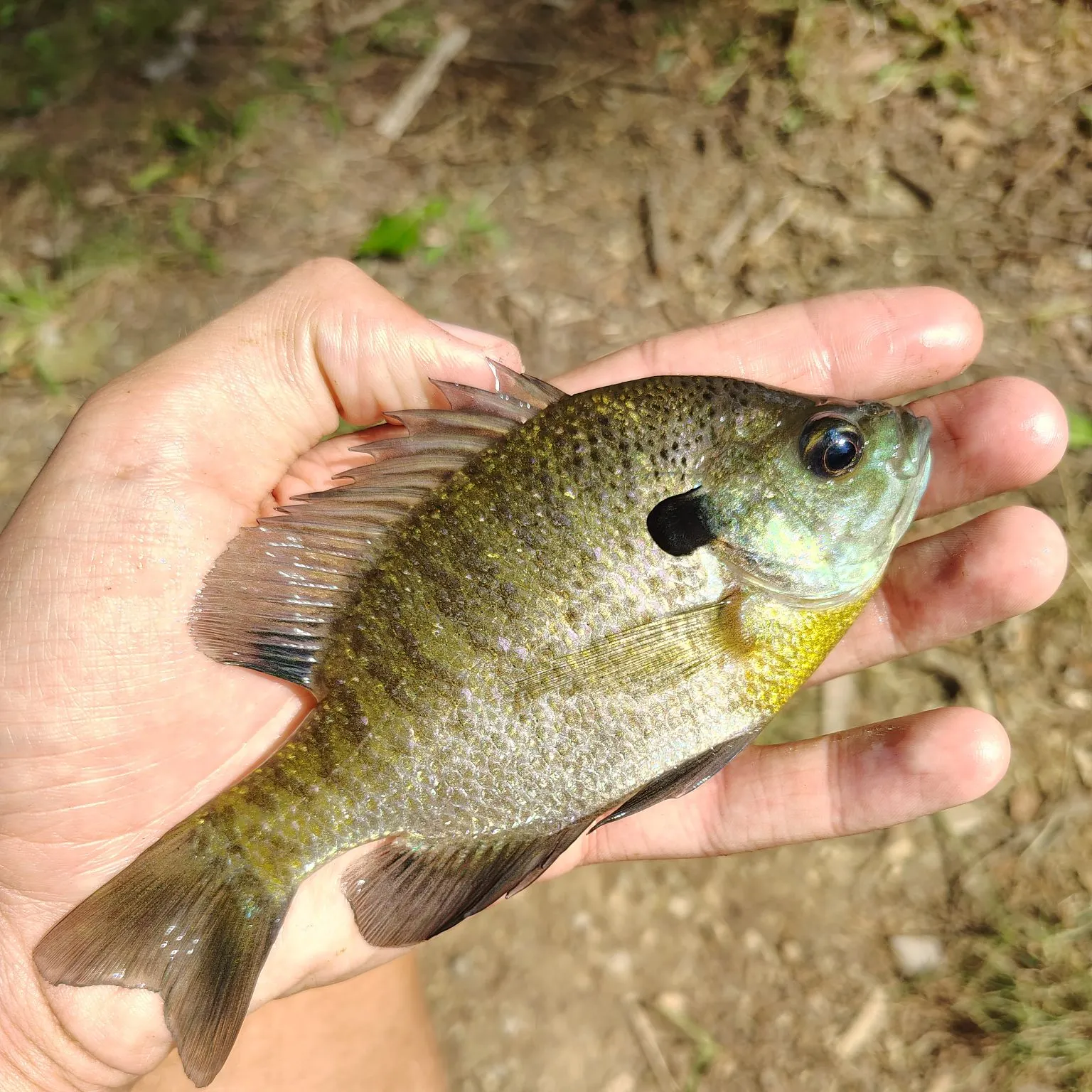 Bluegill caught on Fishbrain