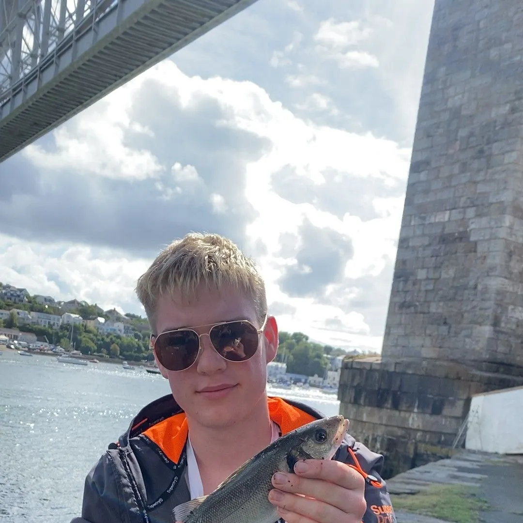 European seabass caught on Fishbrain