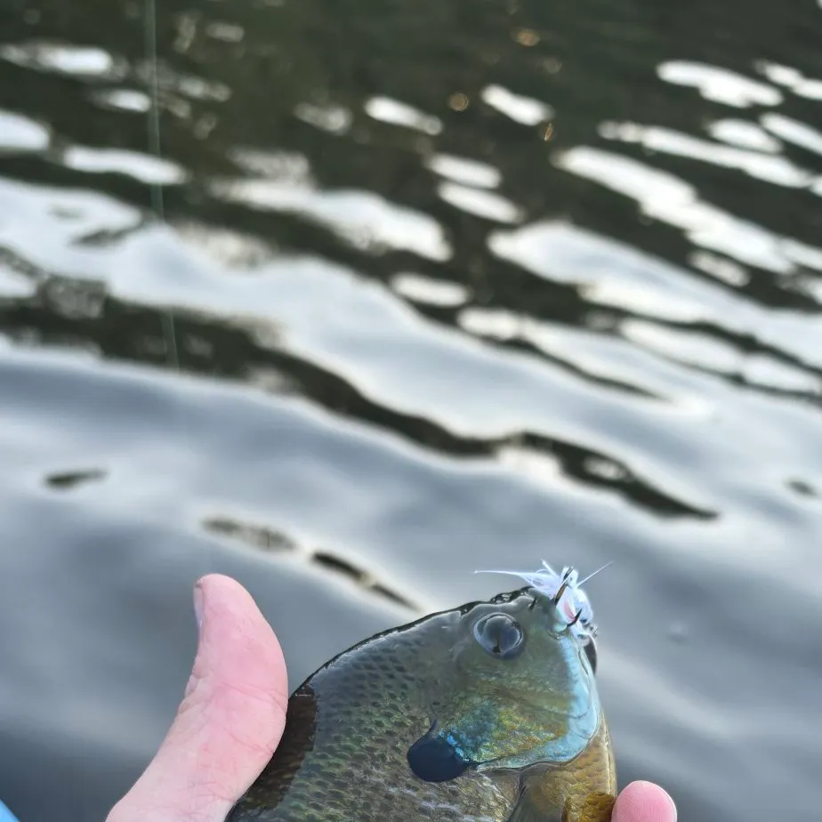 Bluegill caught on Fishbrain