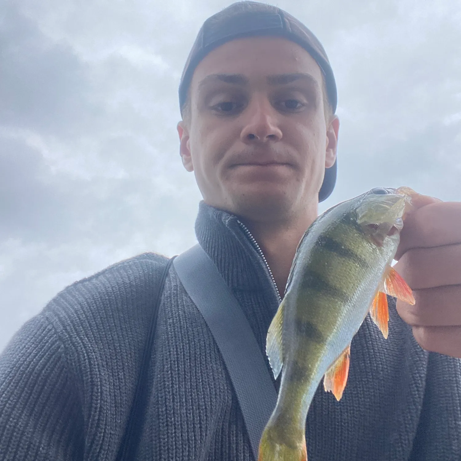 European perch caught on Fishbrain