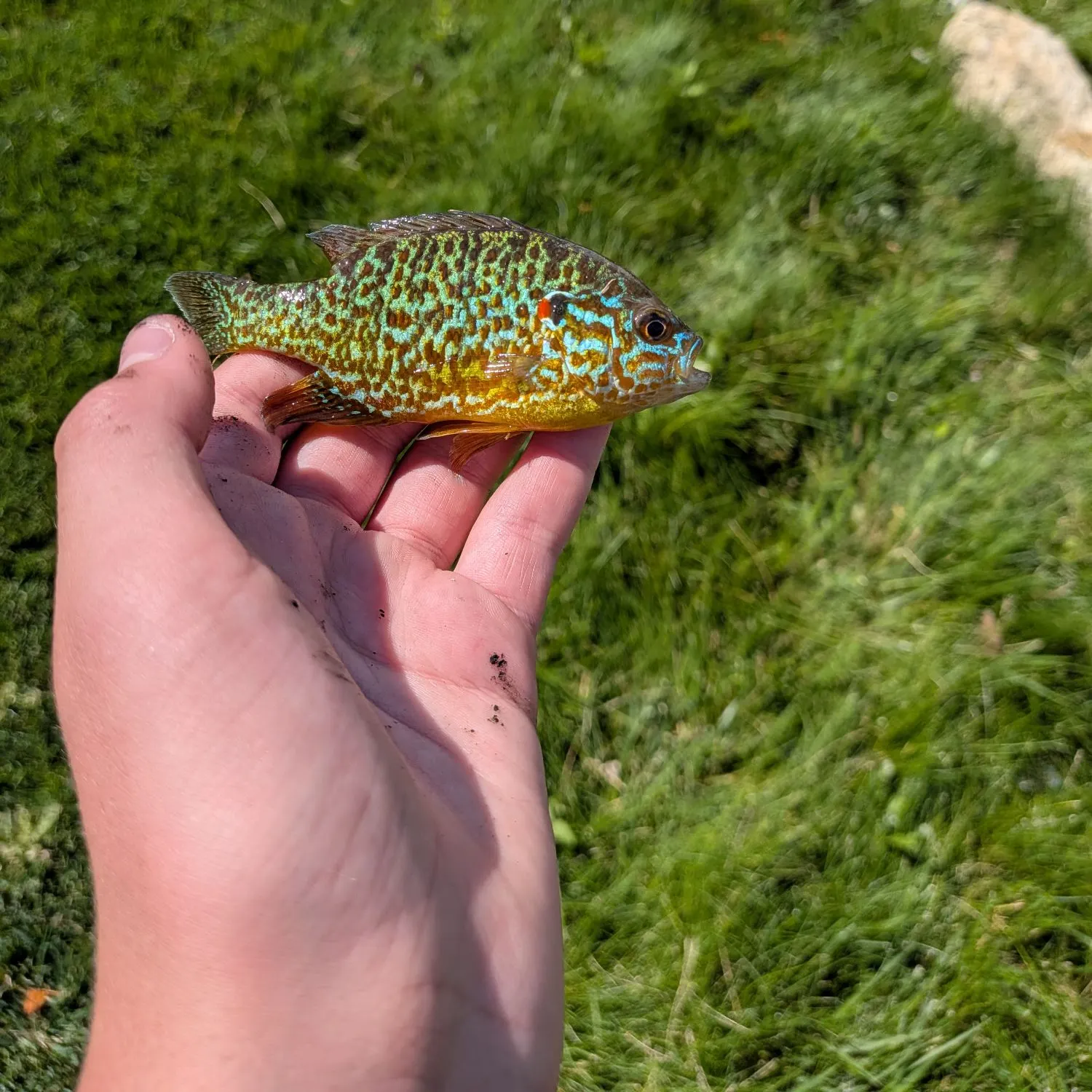 Fish caught on Fishbrain