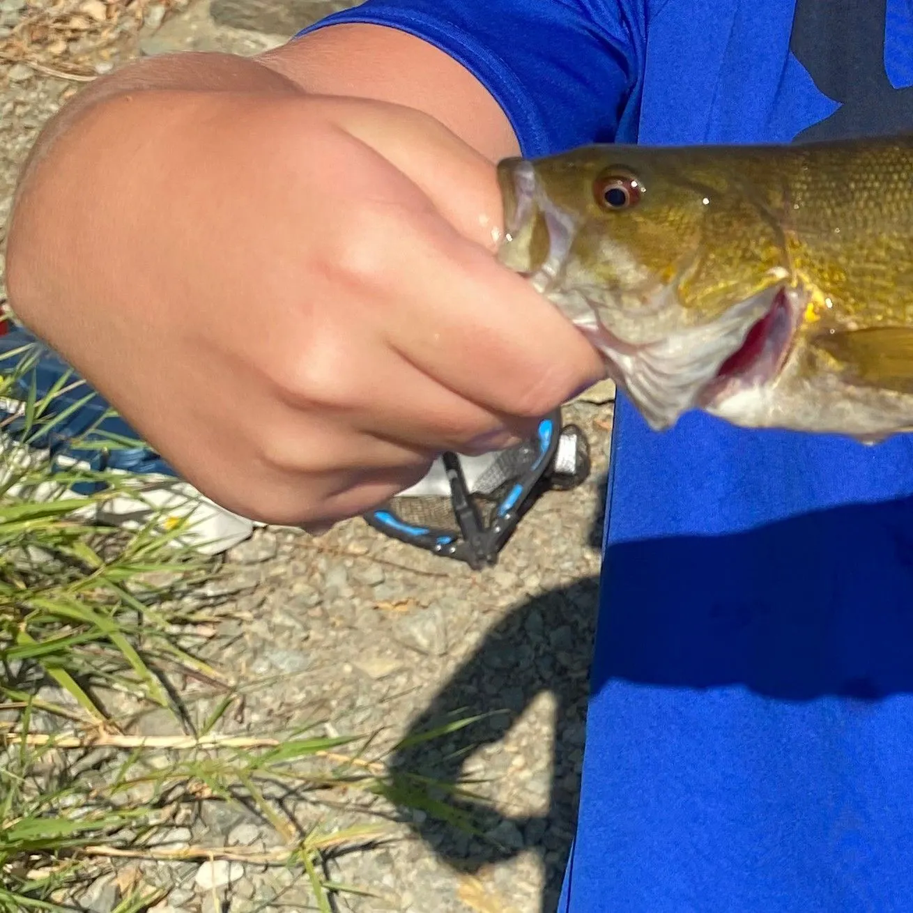 Smallmouth bass caught on Fishbrain