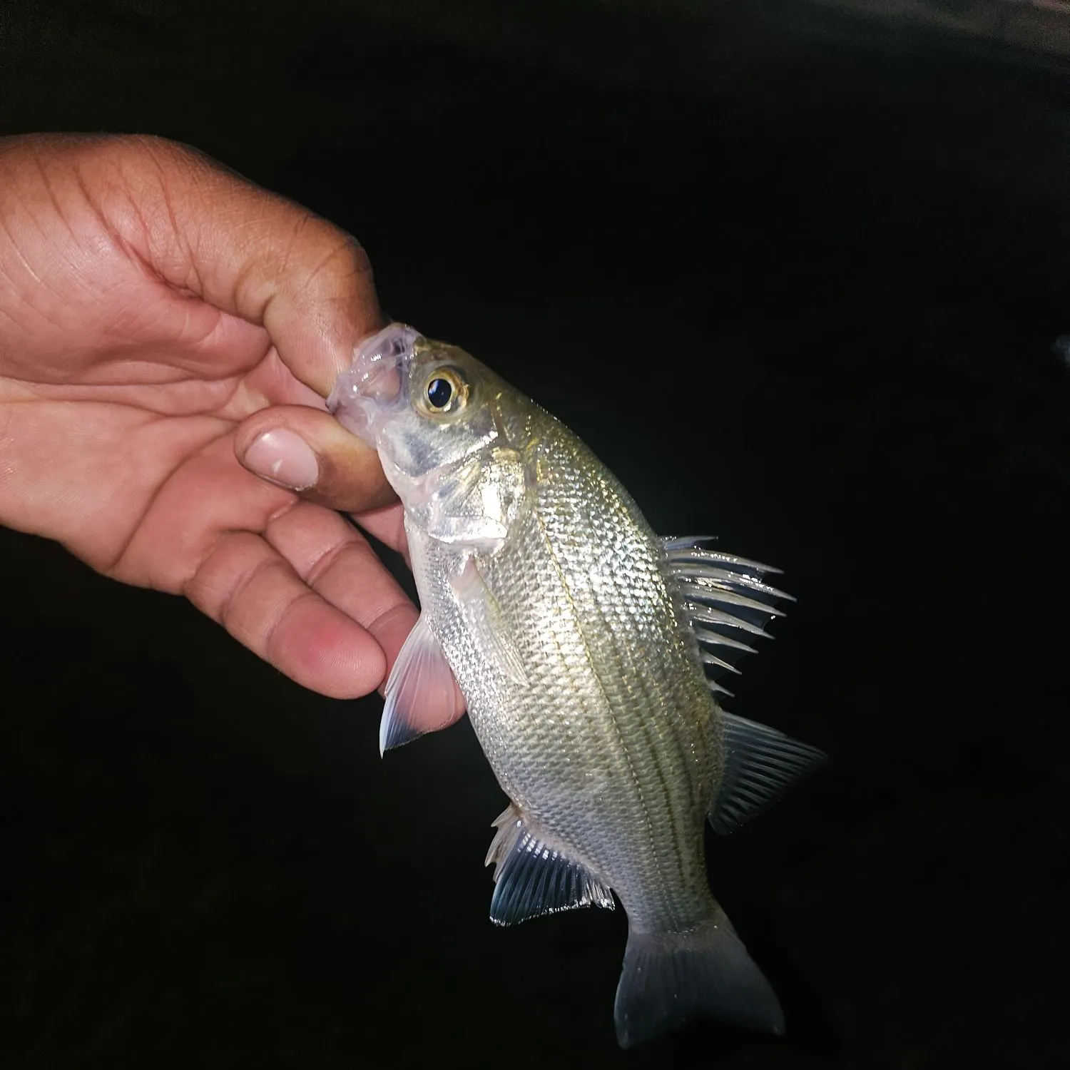 White bass caught on Fishbrain