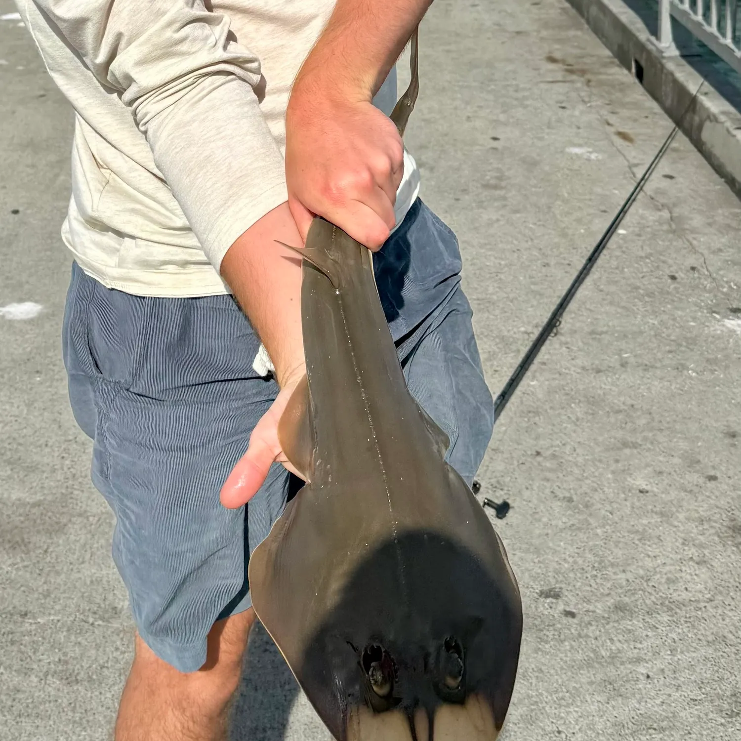 The most recent Pacific shovelnose guitarfish catches on Fishbrain