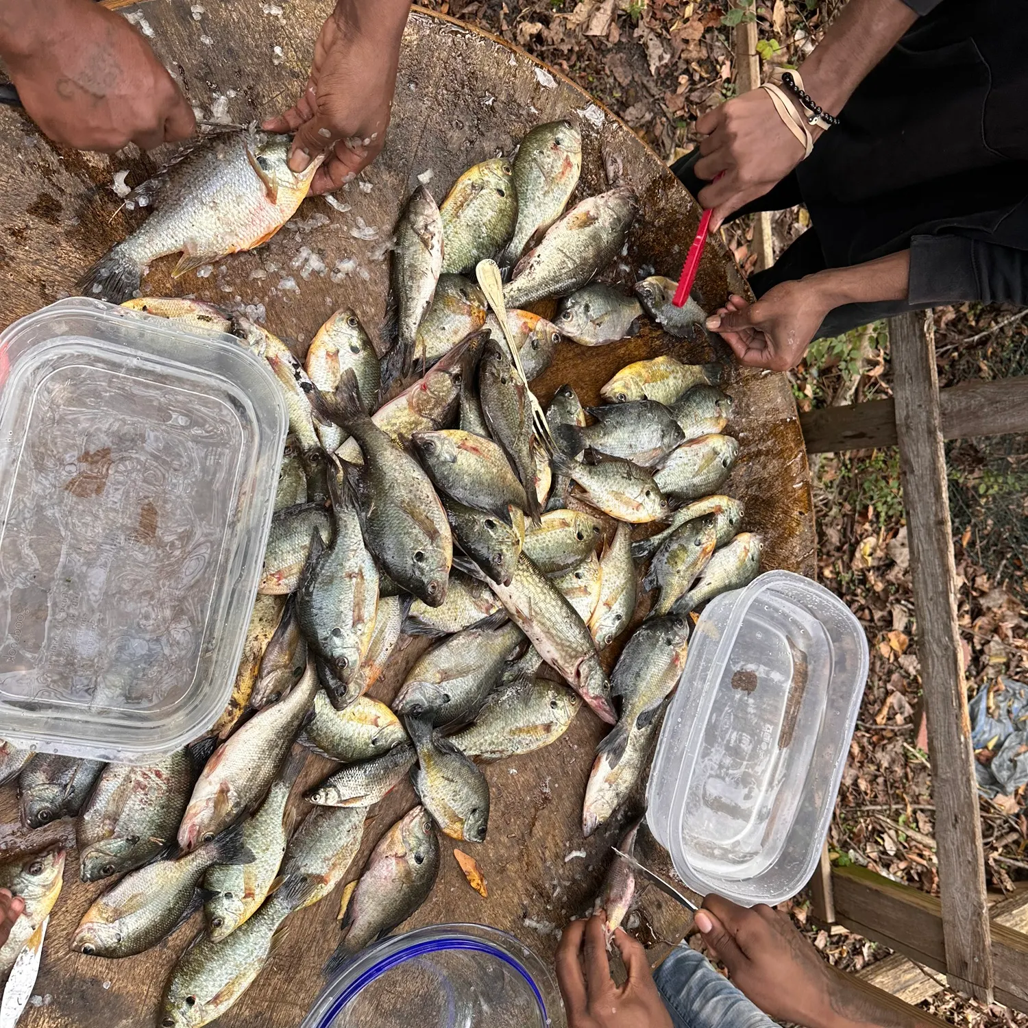 recently logged catches