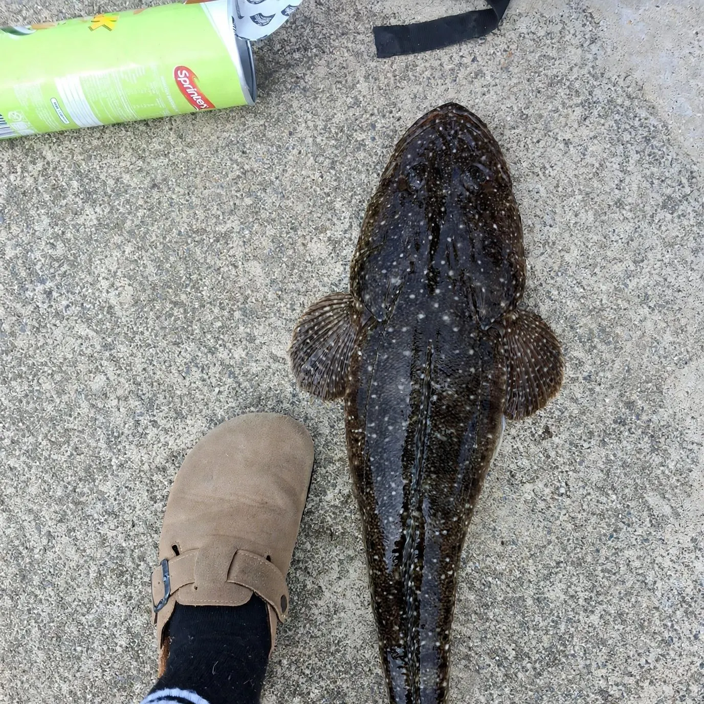 Dusky flathead caught on Fishbrain