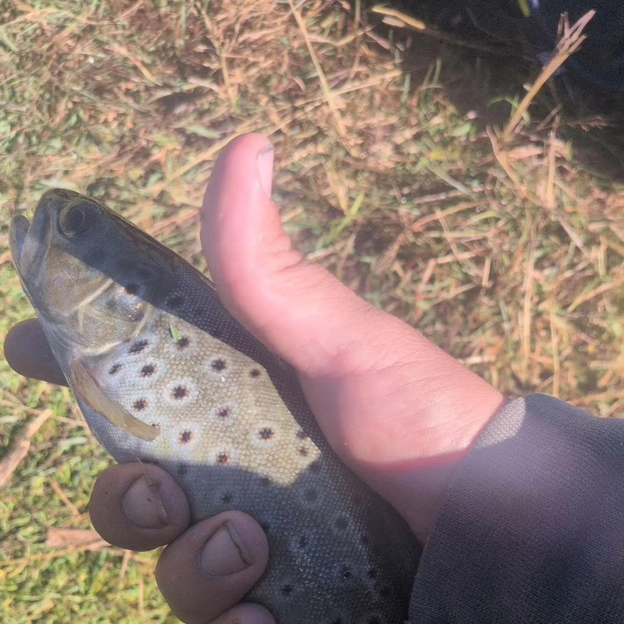 Brown trout caught on Fishbrain