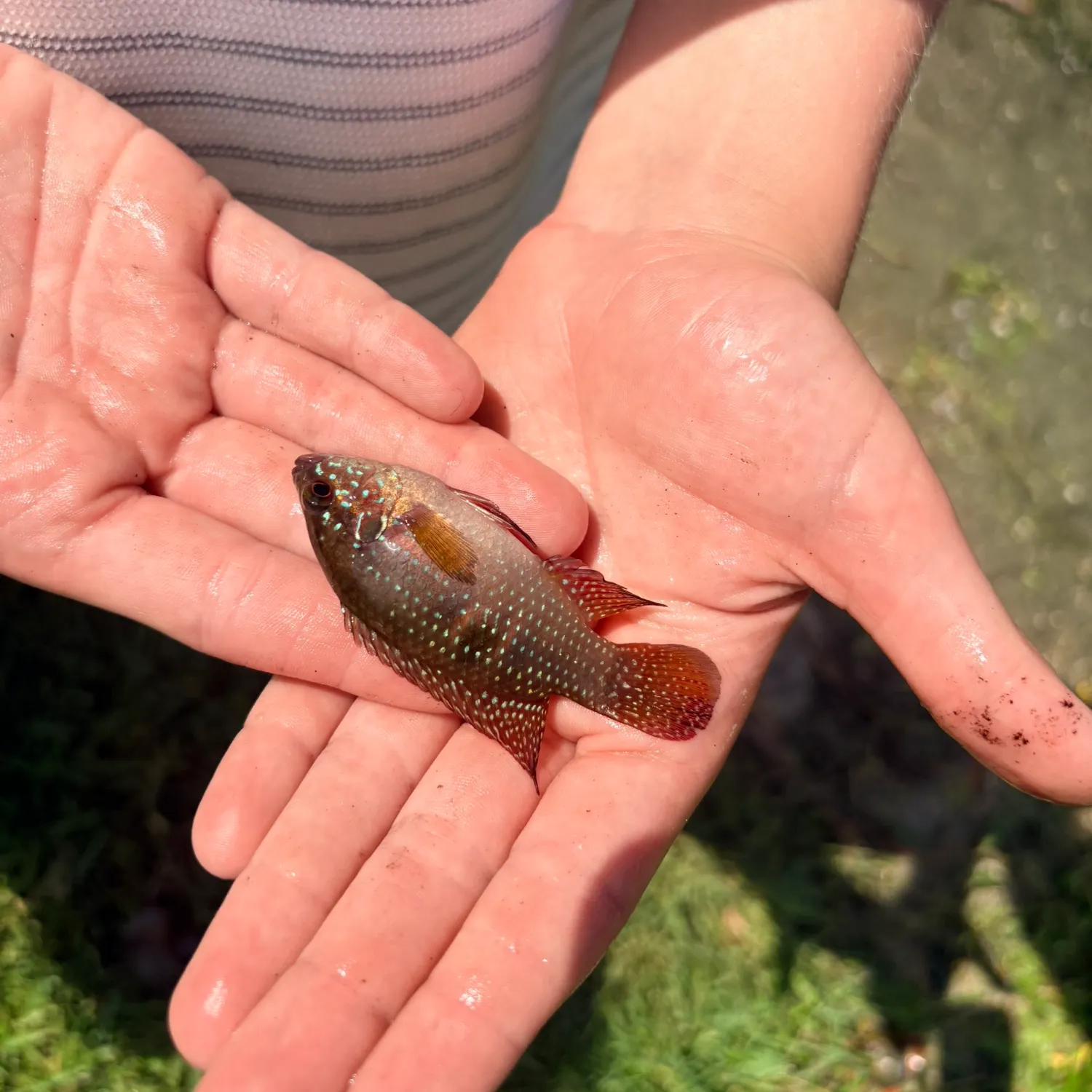 The most recent African Jewelfish catches on Fishbrain