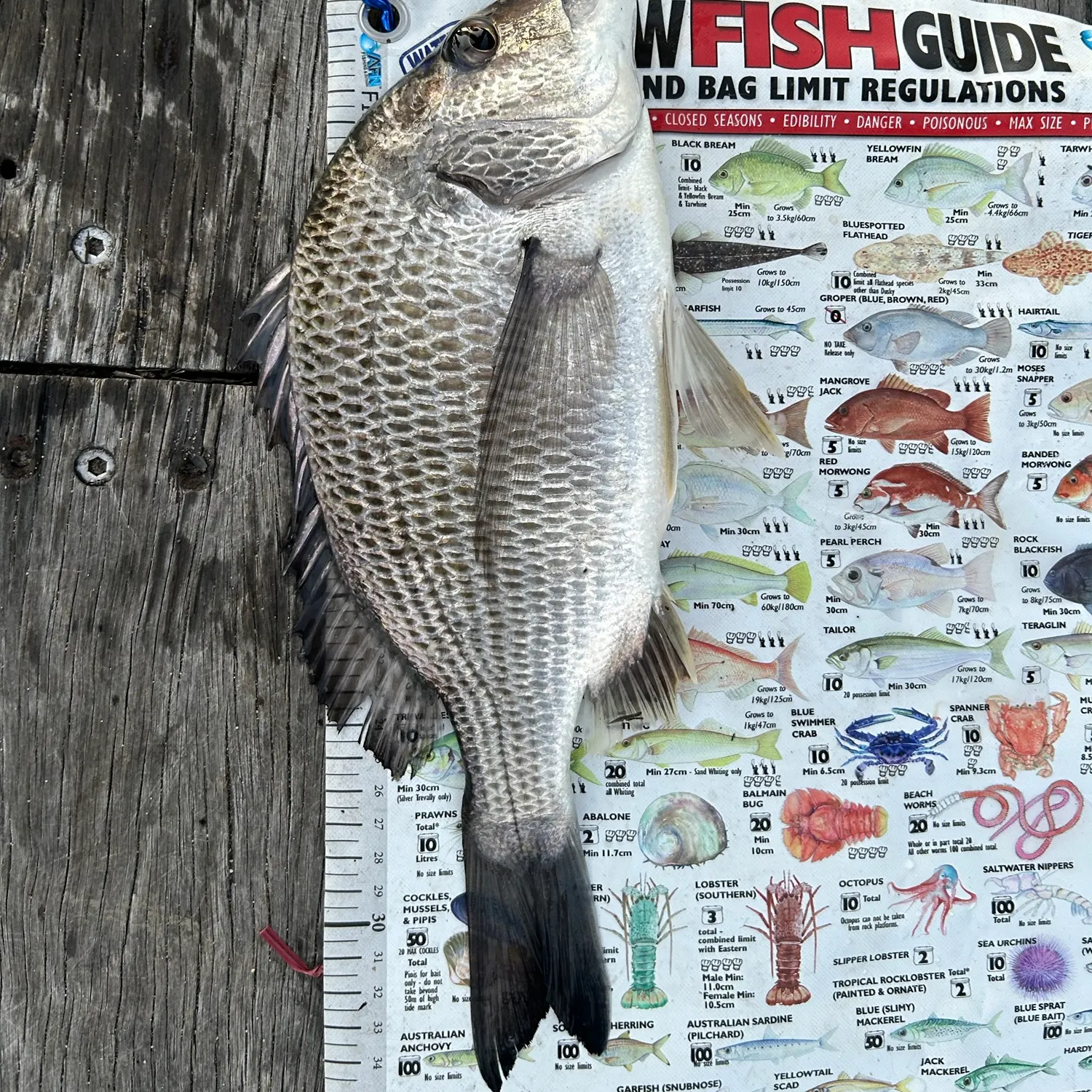 Surf bream caught on Fishbrain
