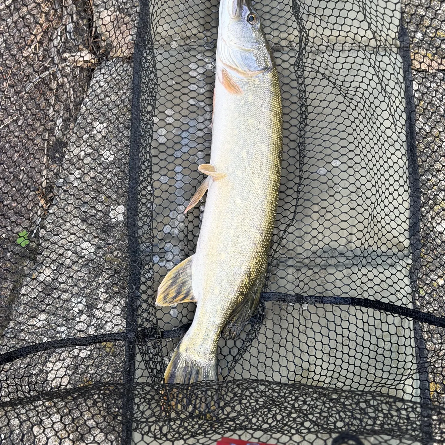 Northern pike caught on Fishbrain