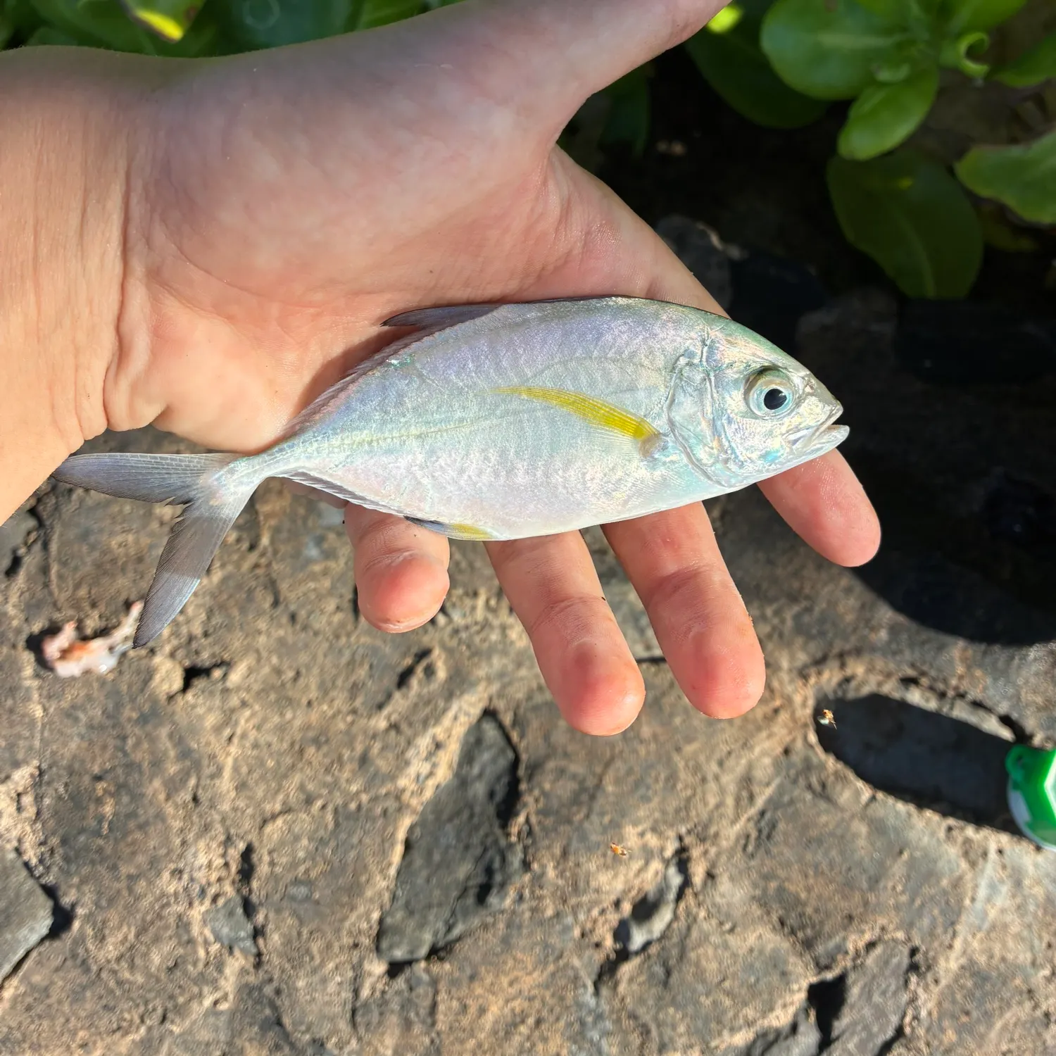 The most recent Bluefin trevally catches on Fishbrain