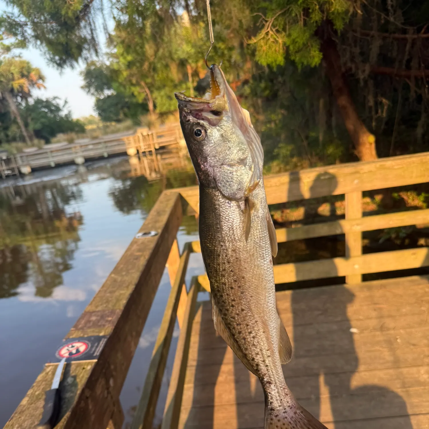 Spotted seatrout caught on Fishbrain