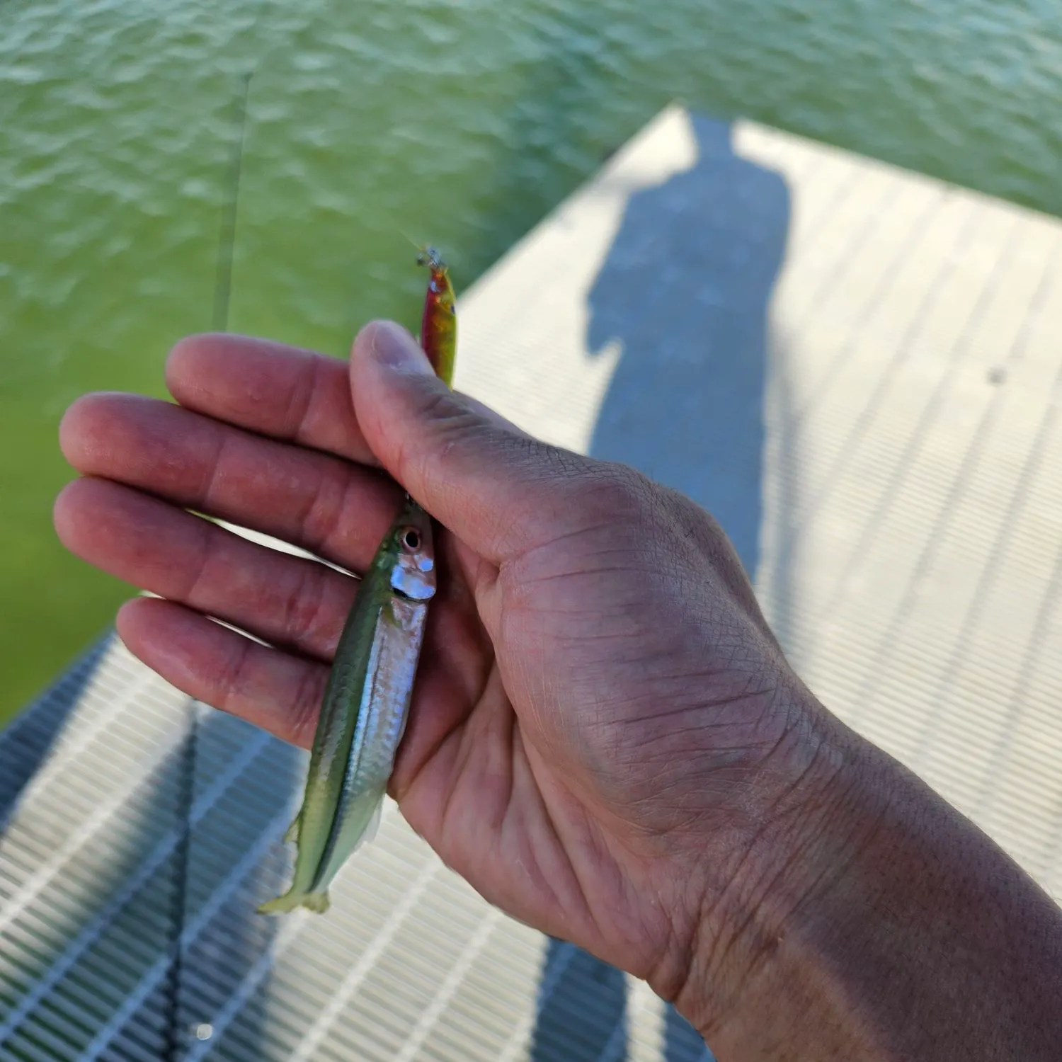 The most recent Inland silverside catches on Fishbrain