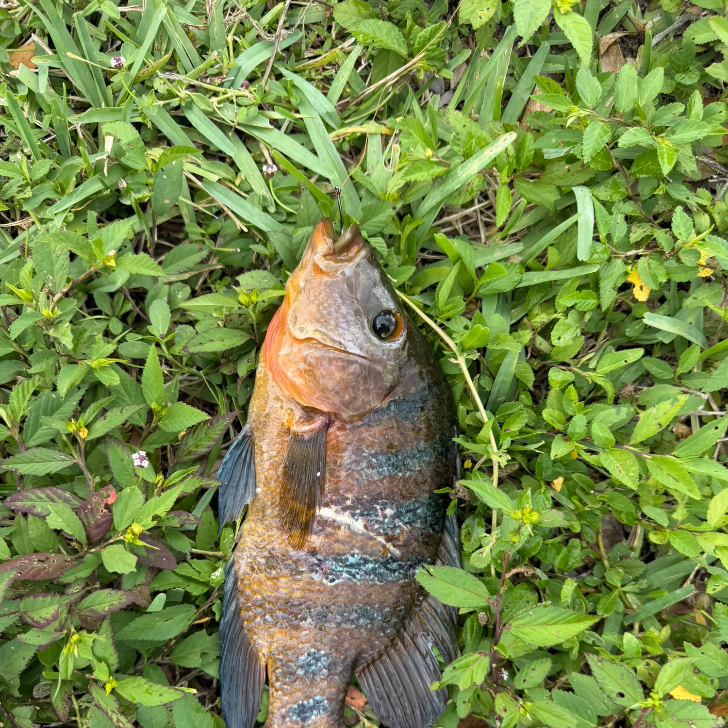 Mayan cichlid caught on Fishbrain