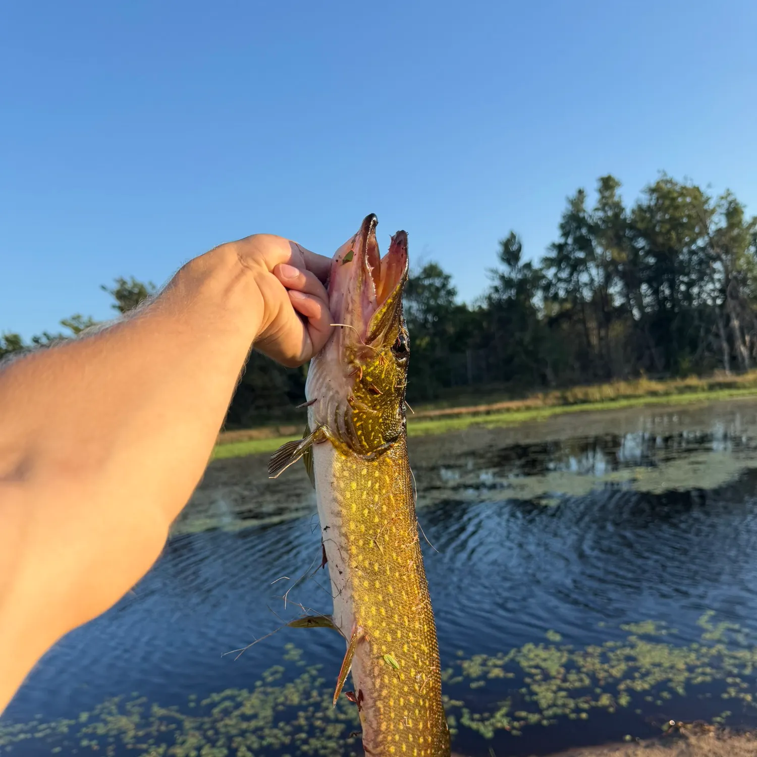 Northern pike caught on Fishbrain