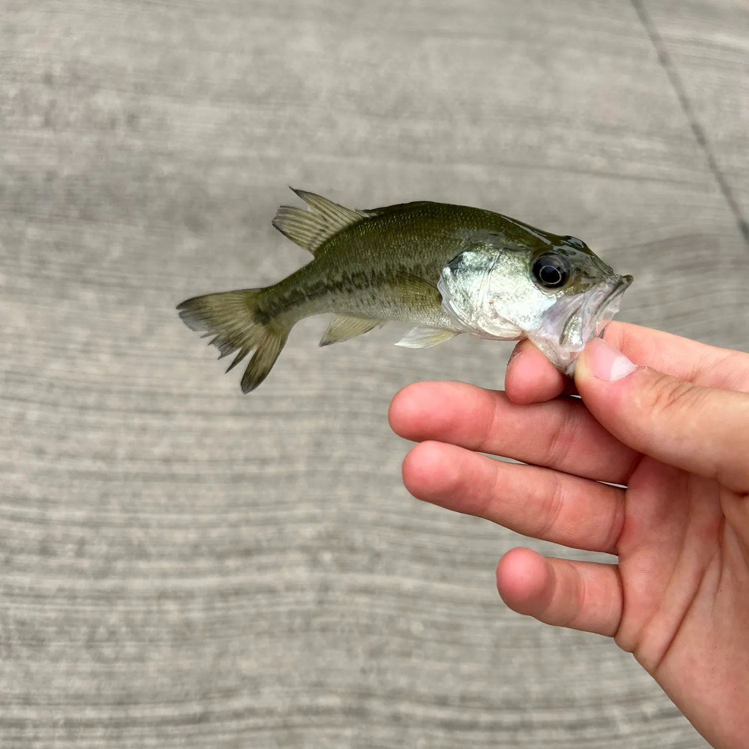 angler catch