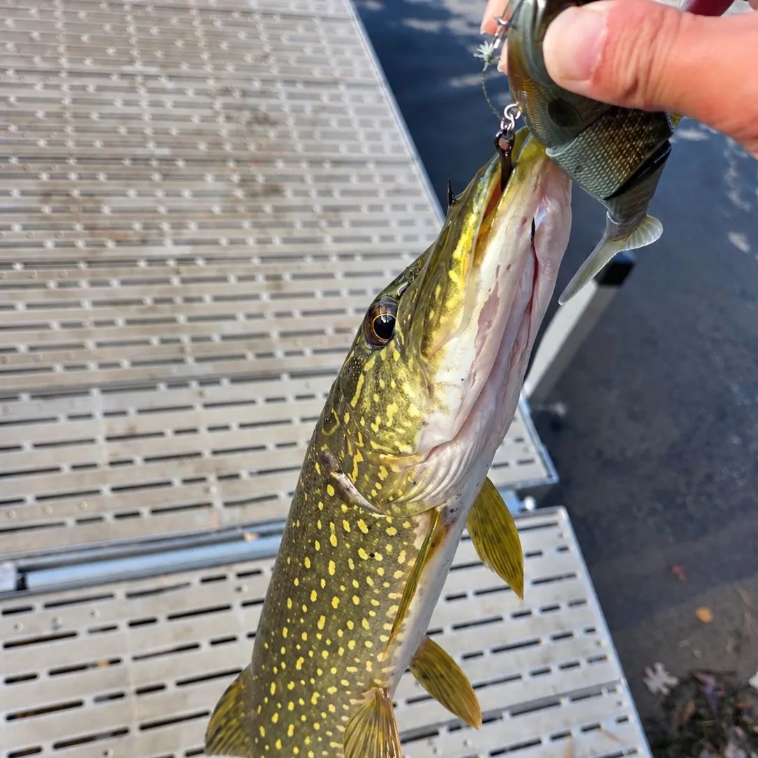 Northern pike caught on Fishbrain