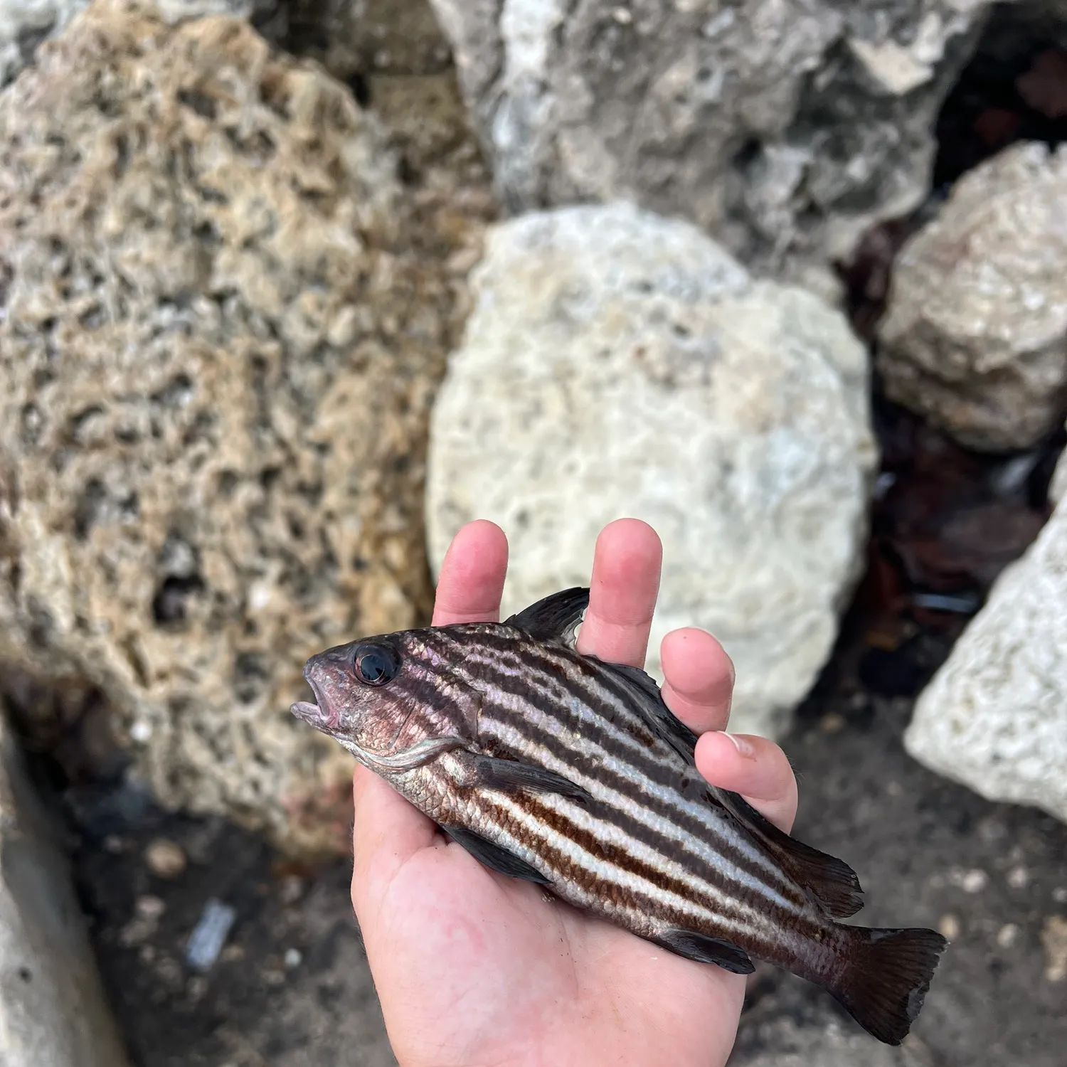 The most recent Highhat catches on Fishbrain