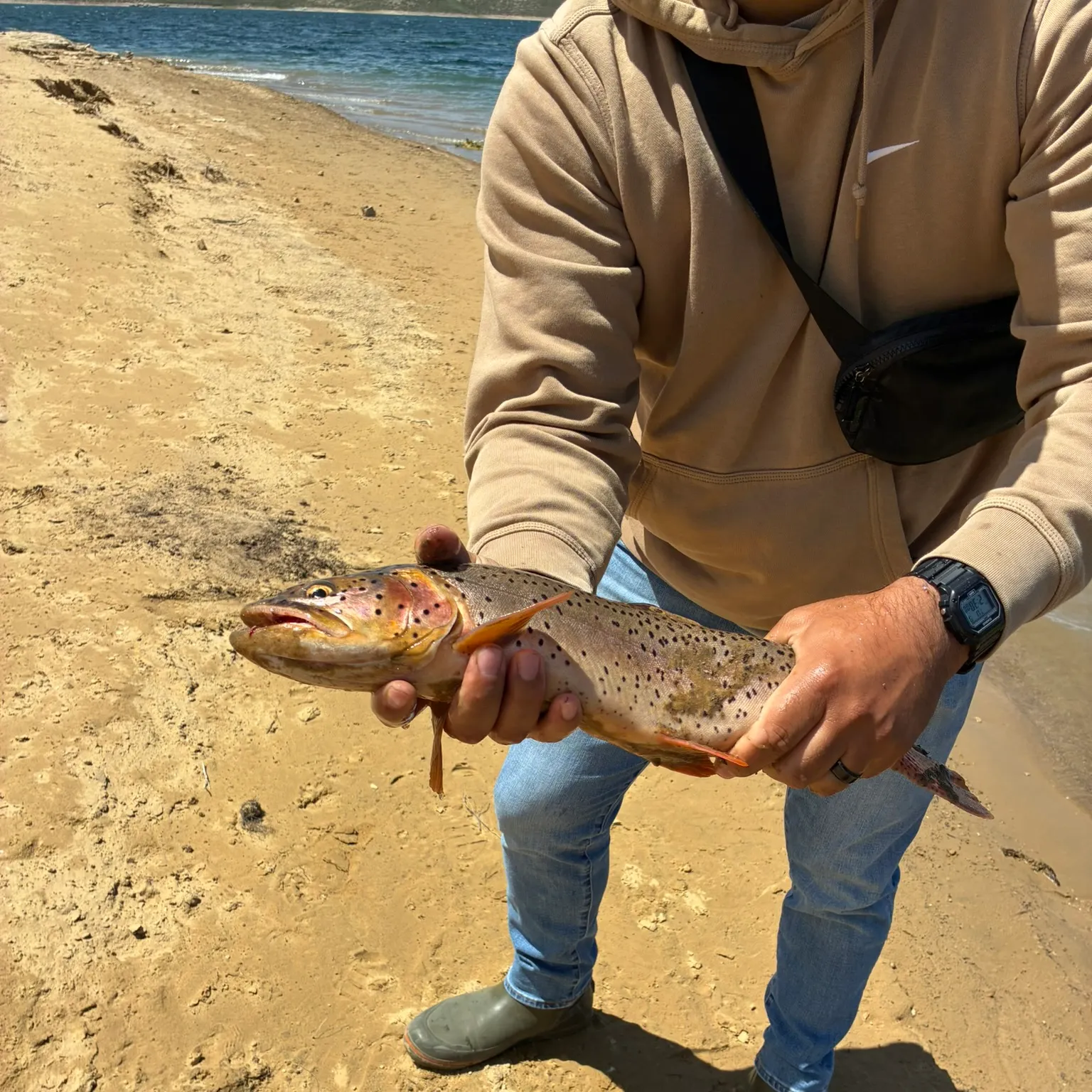 The most recent Bear River cutthroat trout catches on Fishbrain