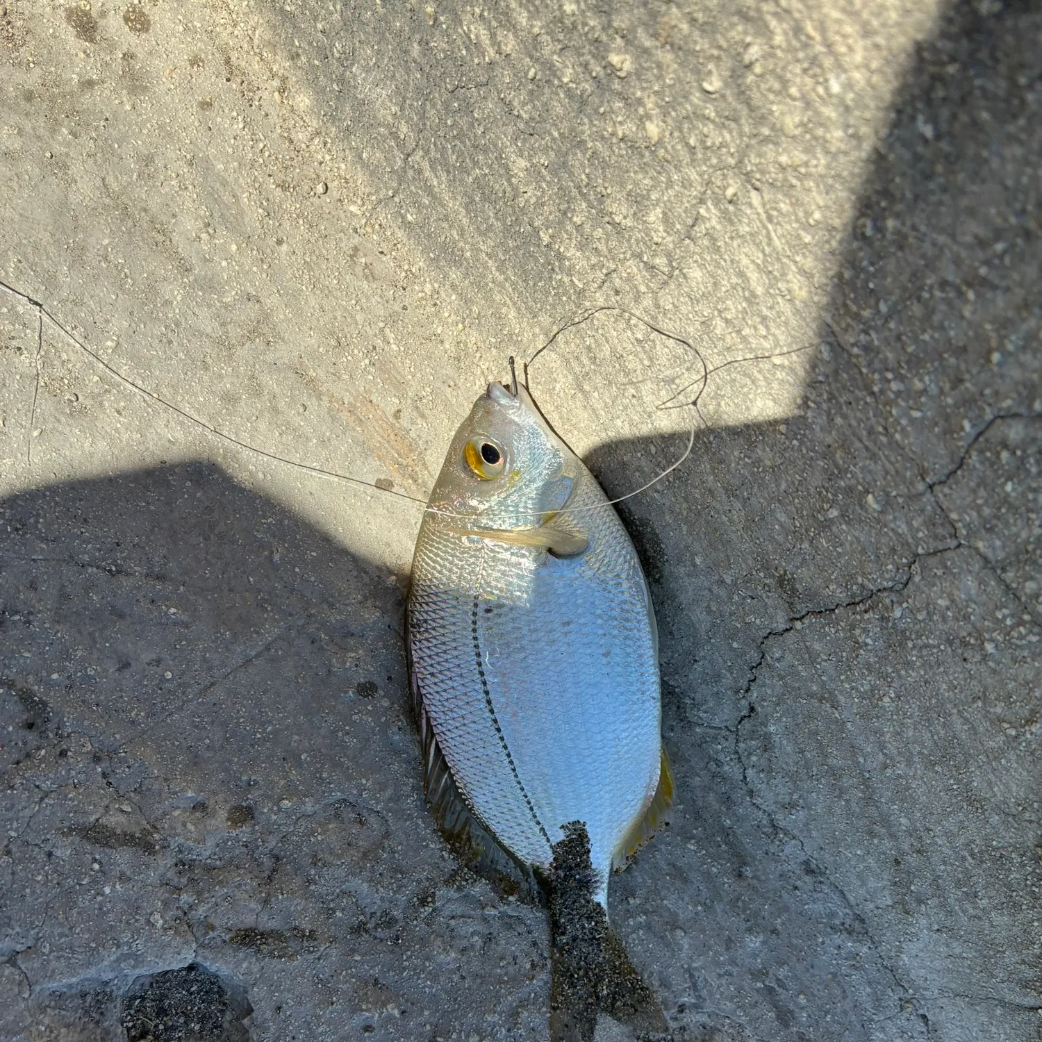 The most recent Annular seabream catches on Fishbrain