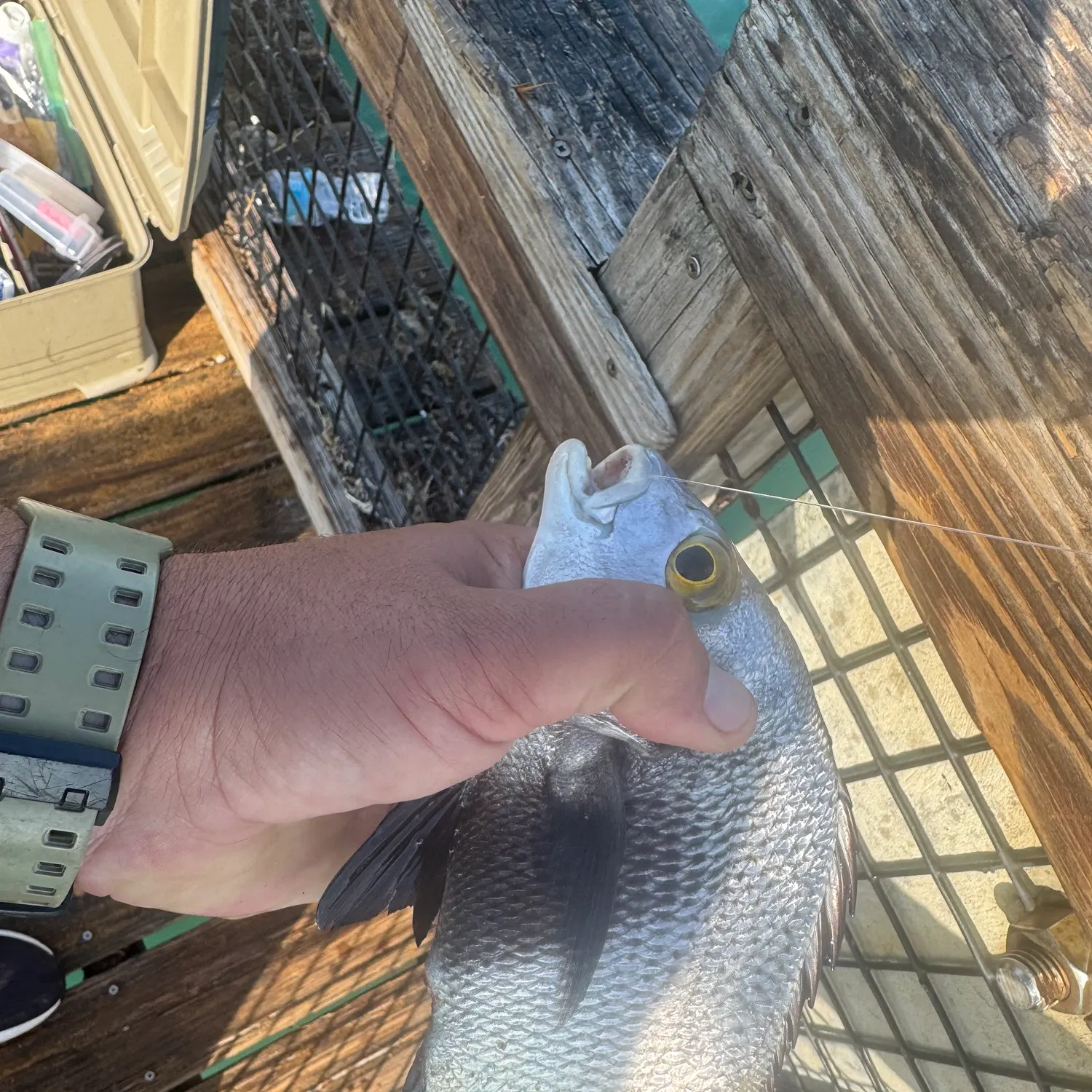 The most recent Black margate catches on Fishbrain
