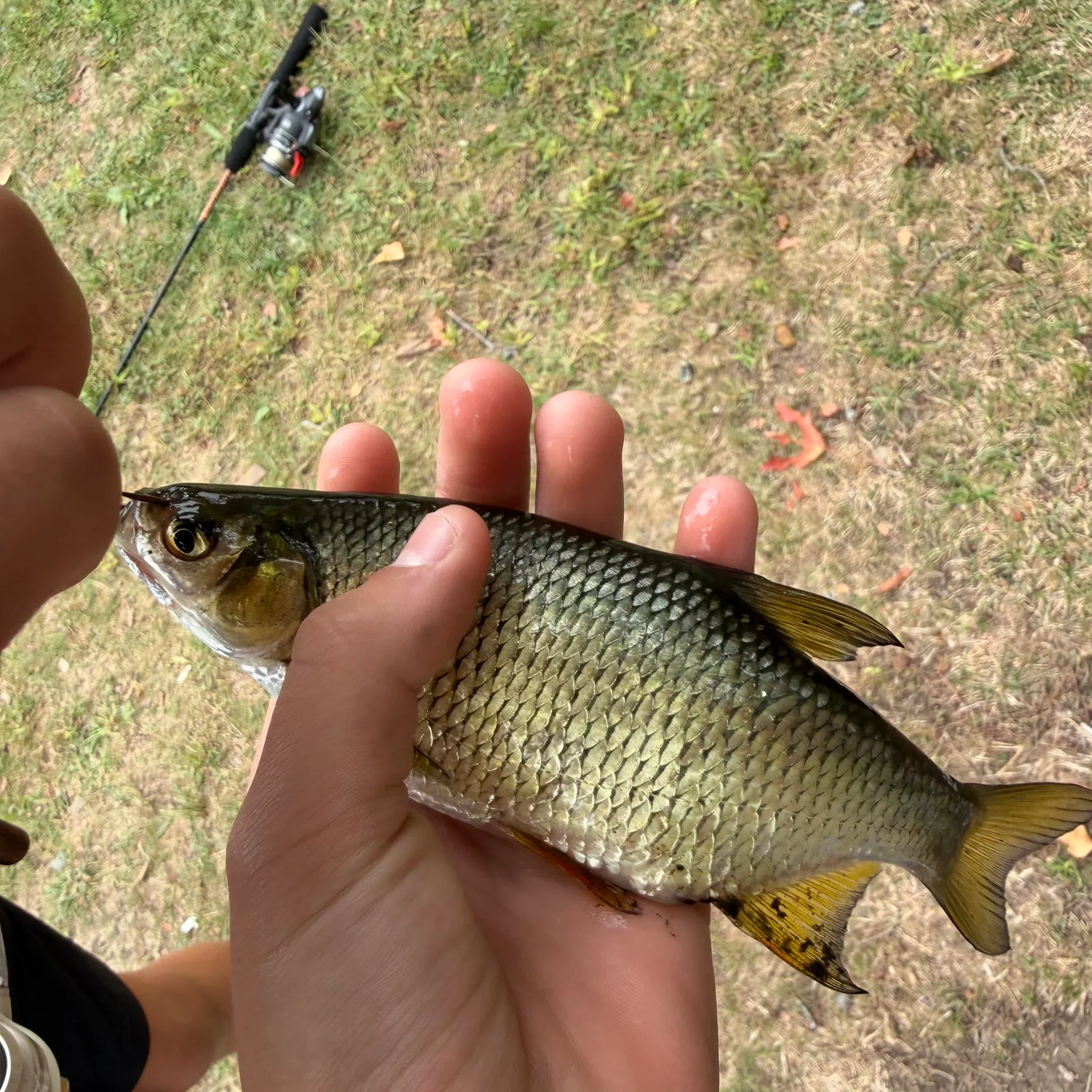 Golden shiner caught on Fishbrain
