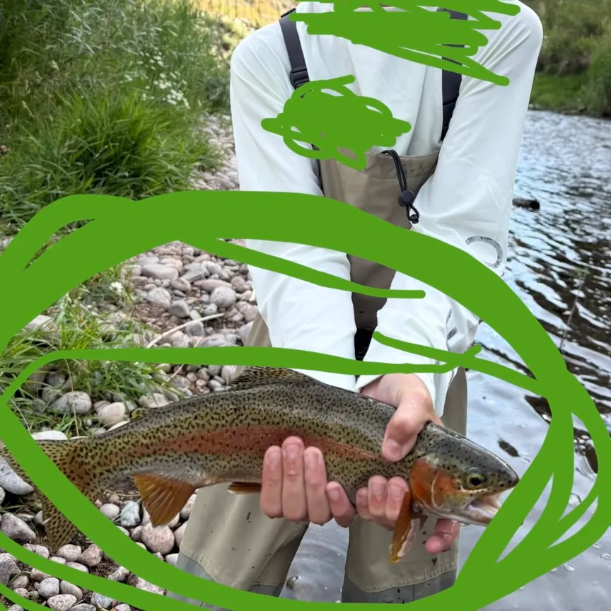 Rainbow trout caught on Fishbrain