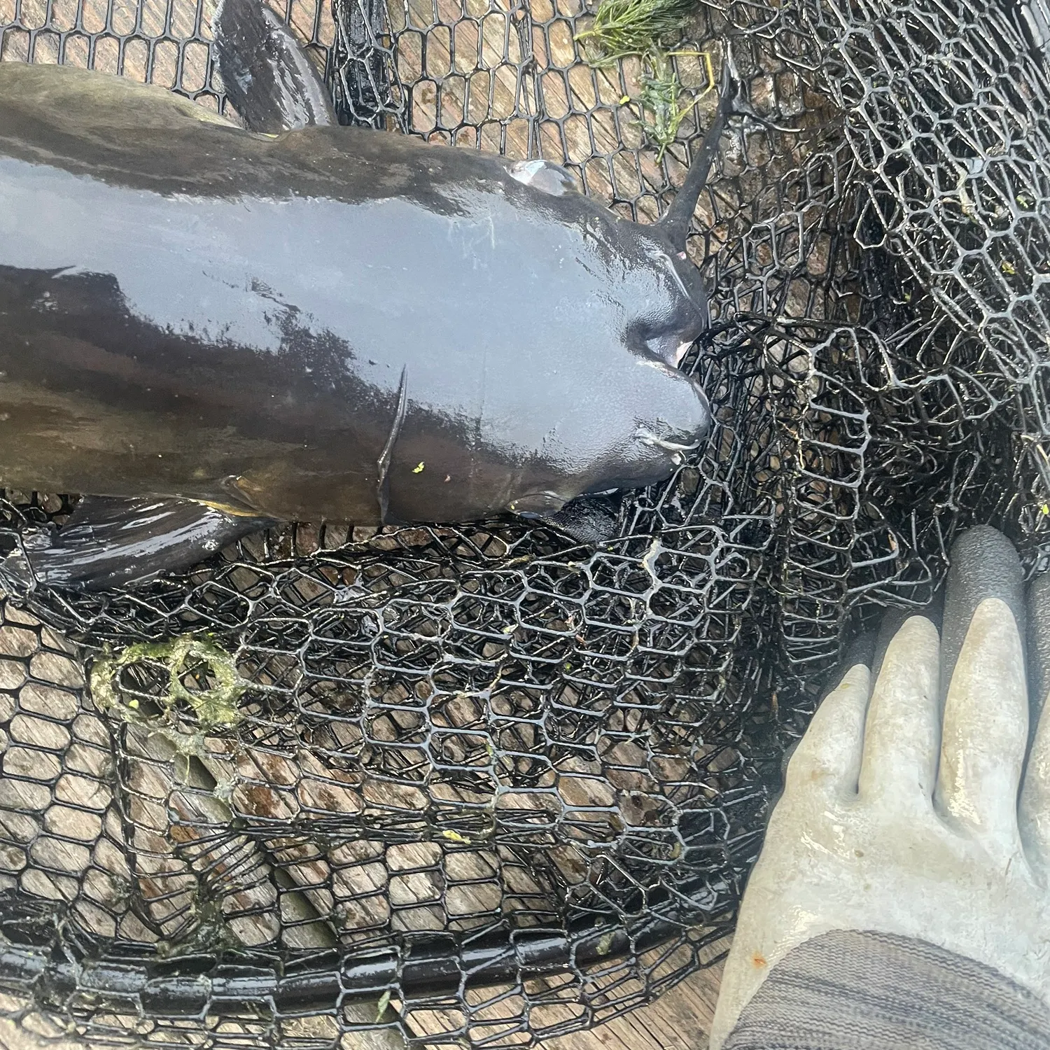 Channel catfish caught on Fishbrain