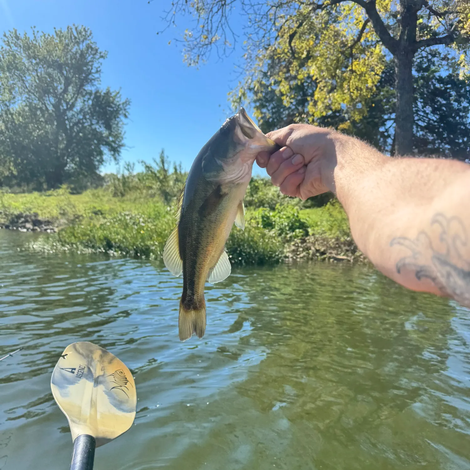 Largemouth bass caught on Fishbrain