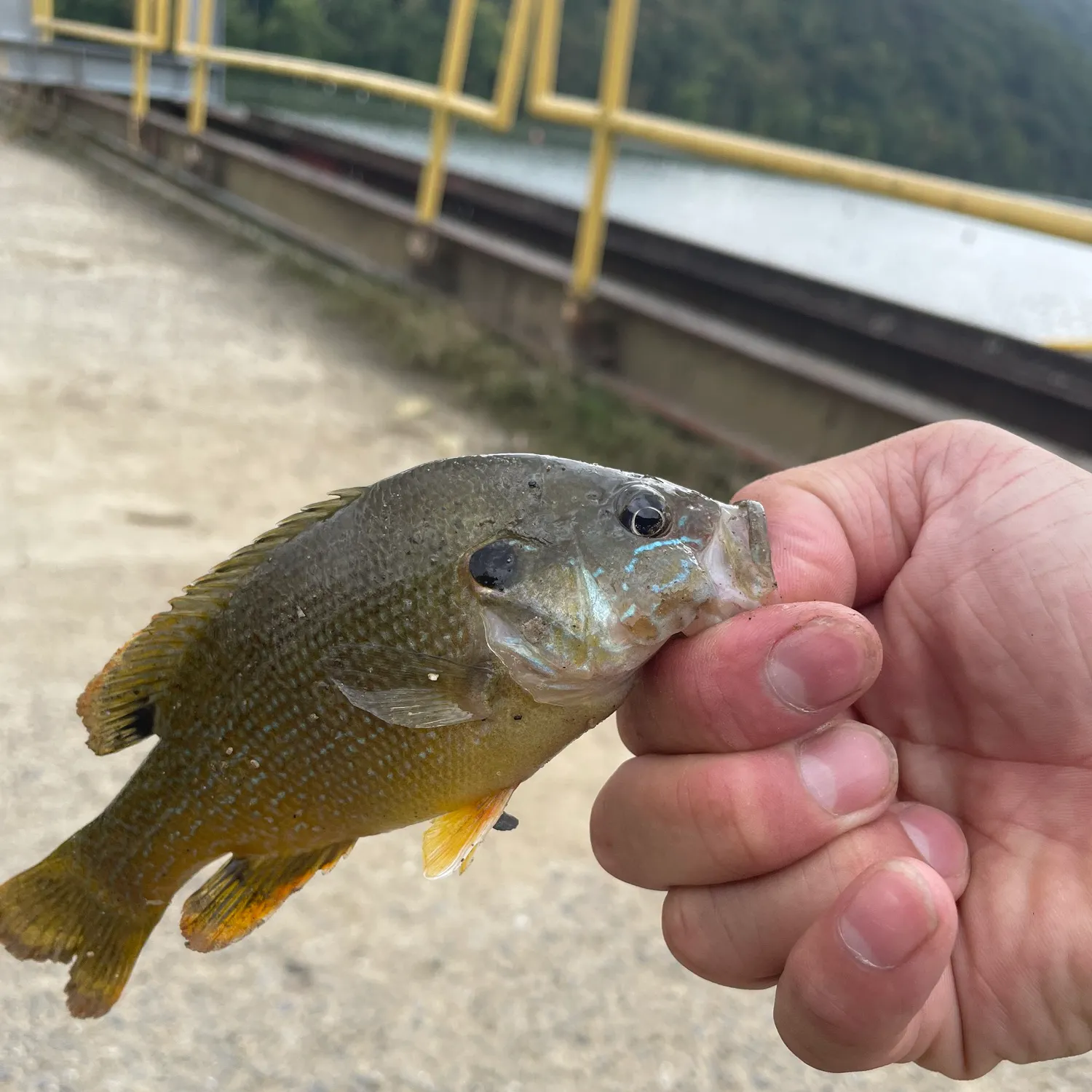 Green sunfish caught on Fishbrain