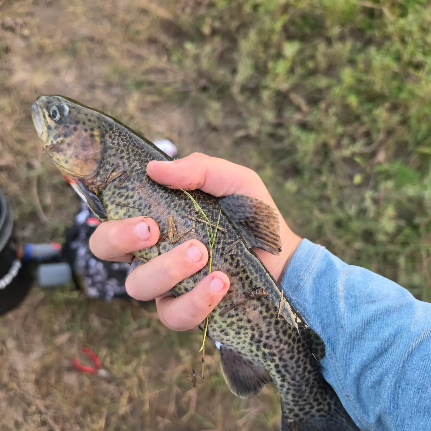 Rainbow trout caught on Fishbrain