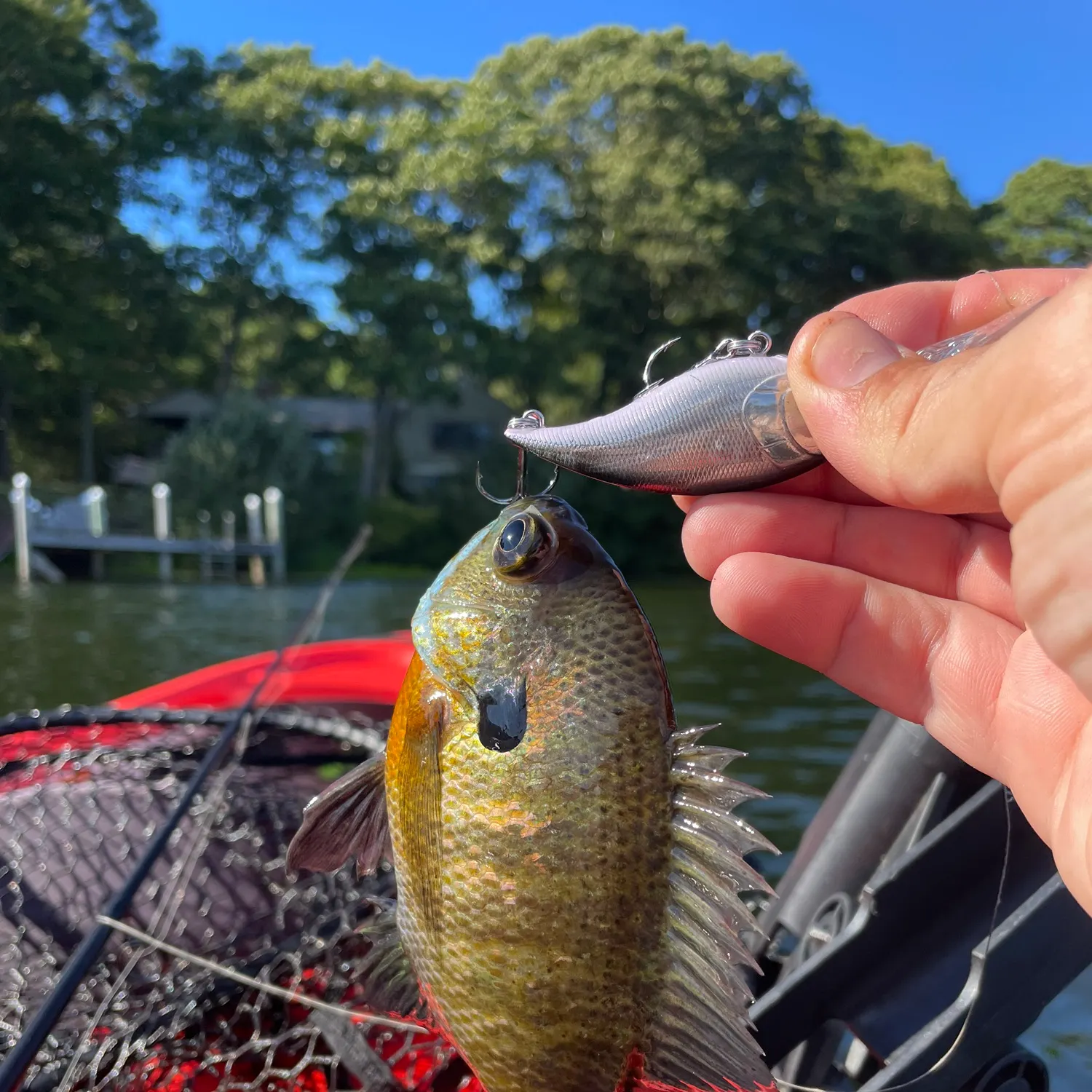 Bluegill caught on Fishbrain