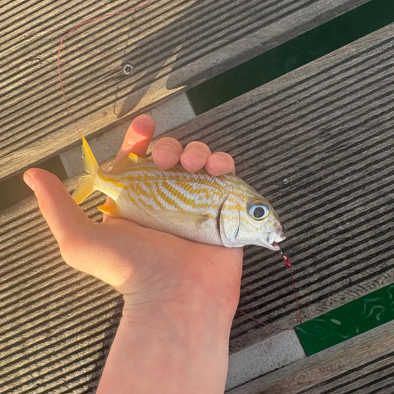 The most recent French grunt catches on Fishbrain