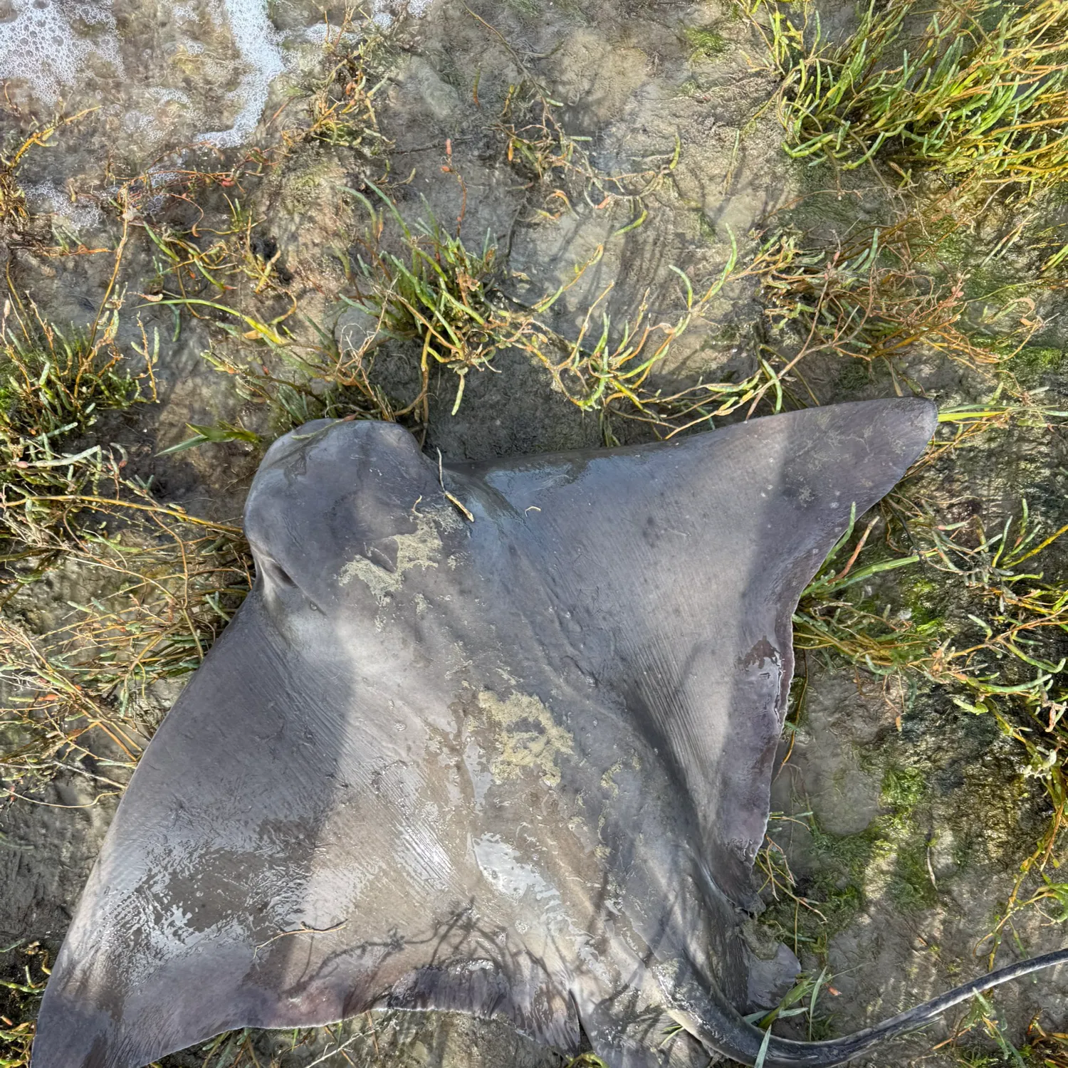 The most recent Bat eagle ray catches on Fishbrain