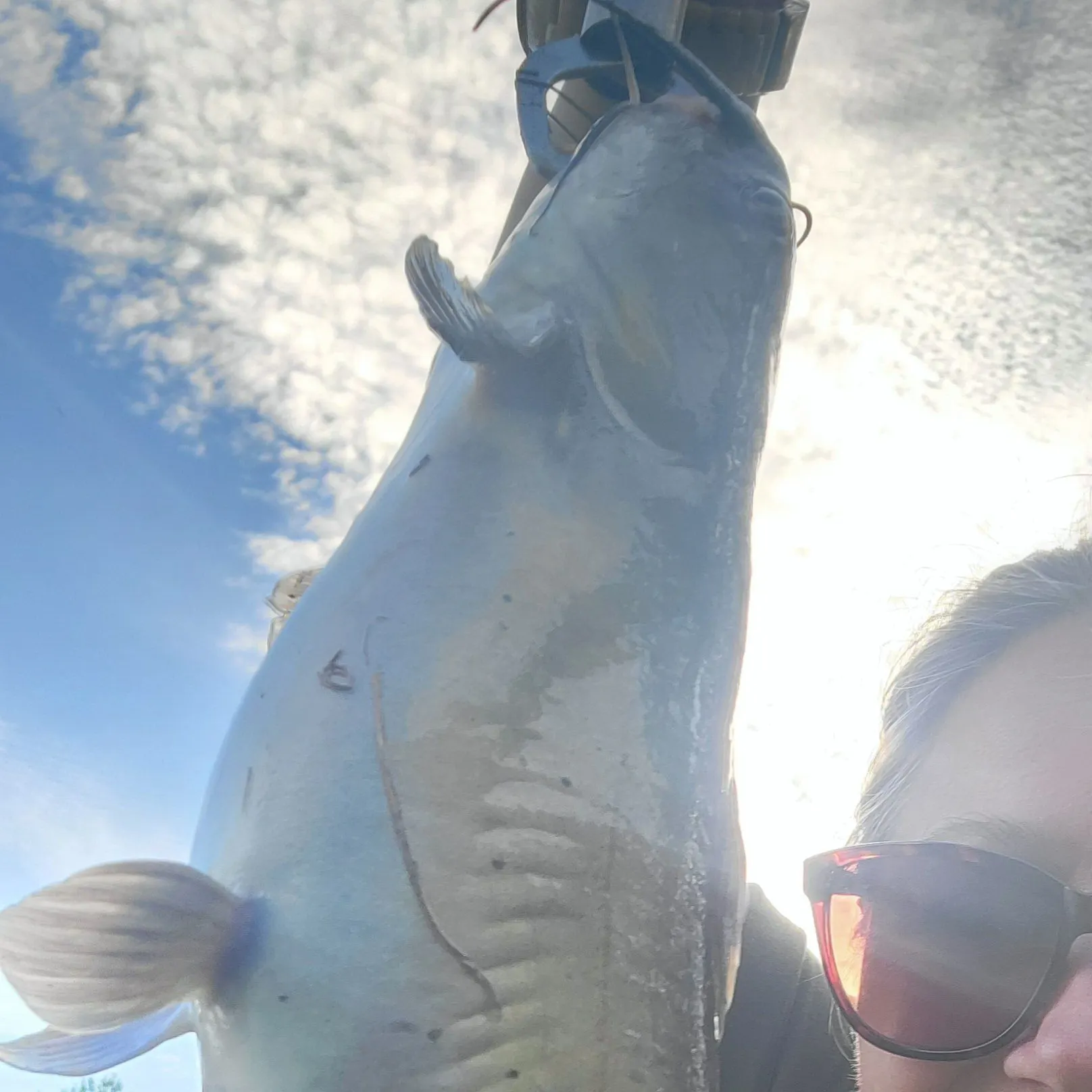 Channel catfish caught on Fishbrain