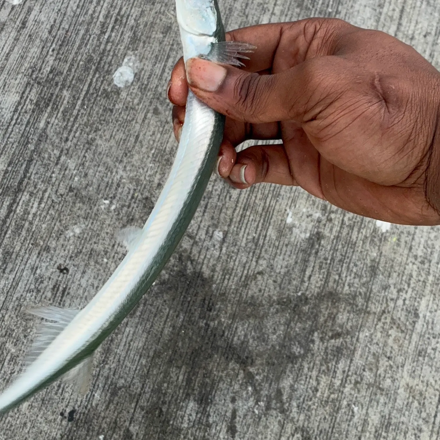 The most recent Atlantic needlefish catches on Fishbrain