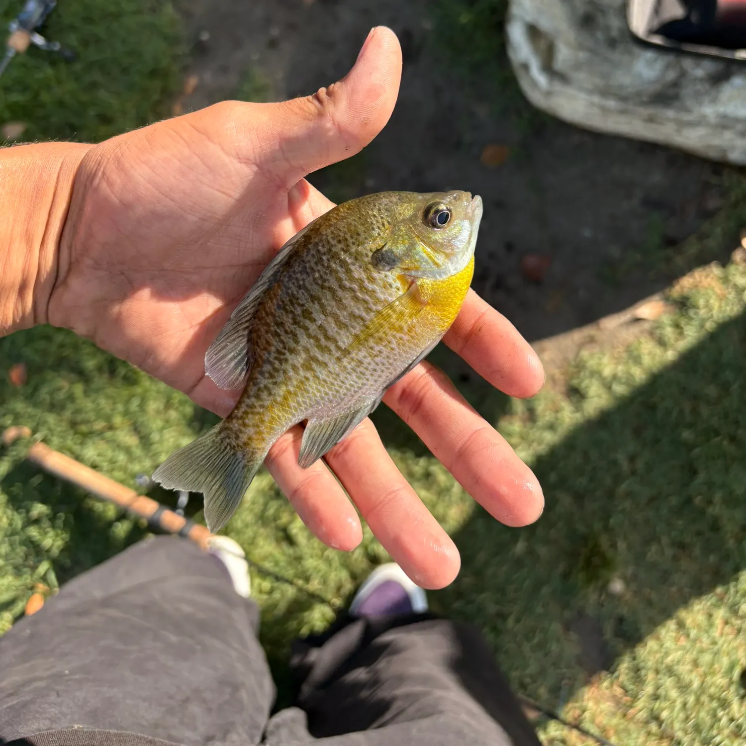 Bluegill caught on Fishbrain