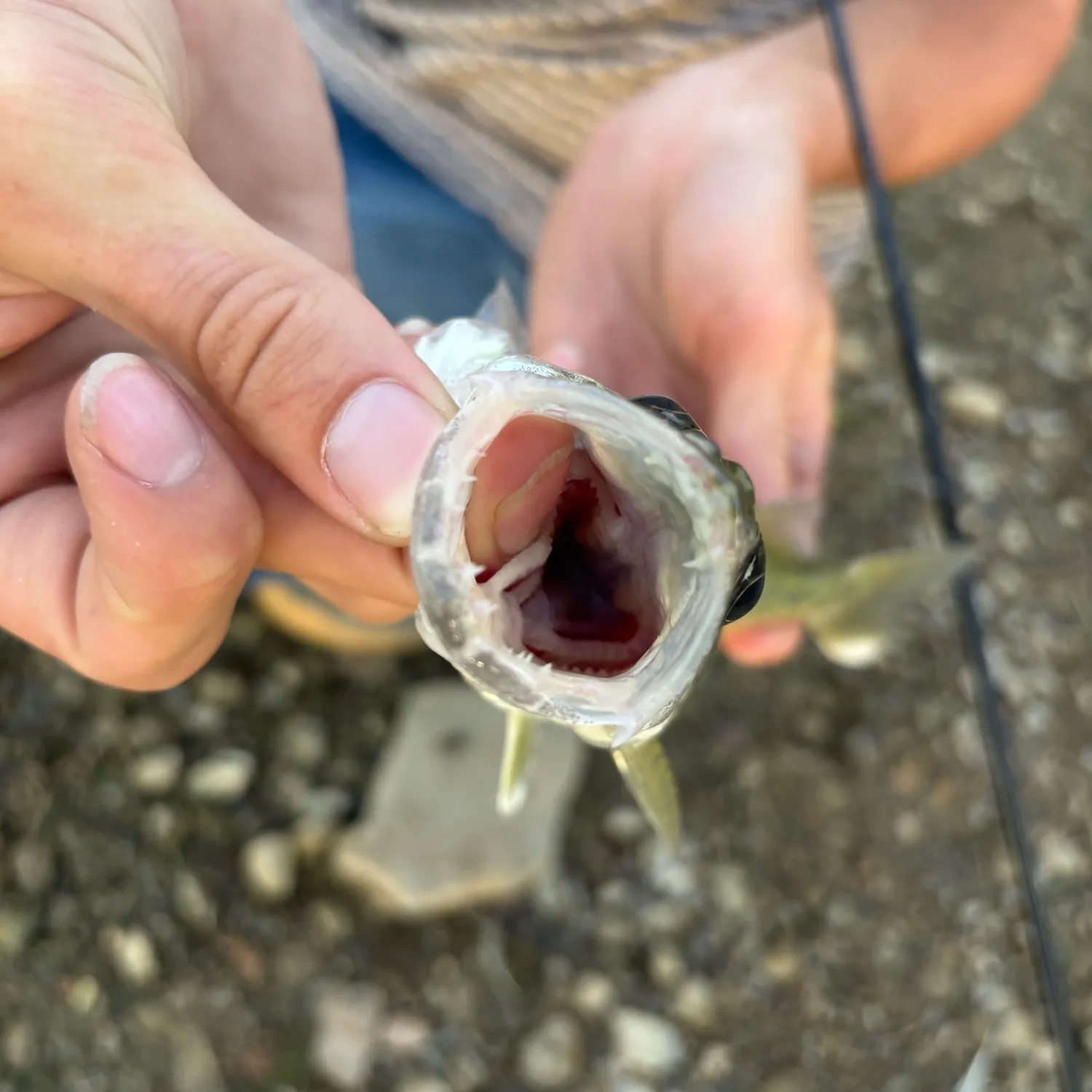 Walleye caught on Fishbrain