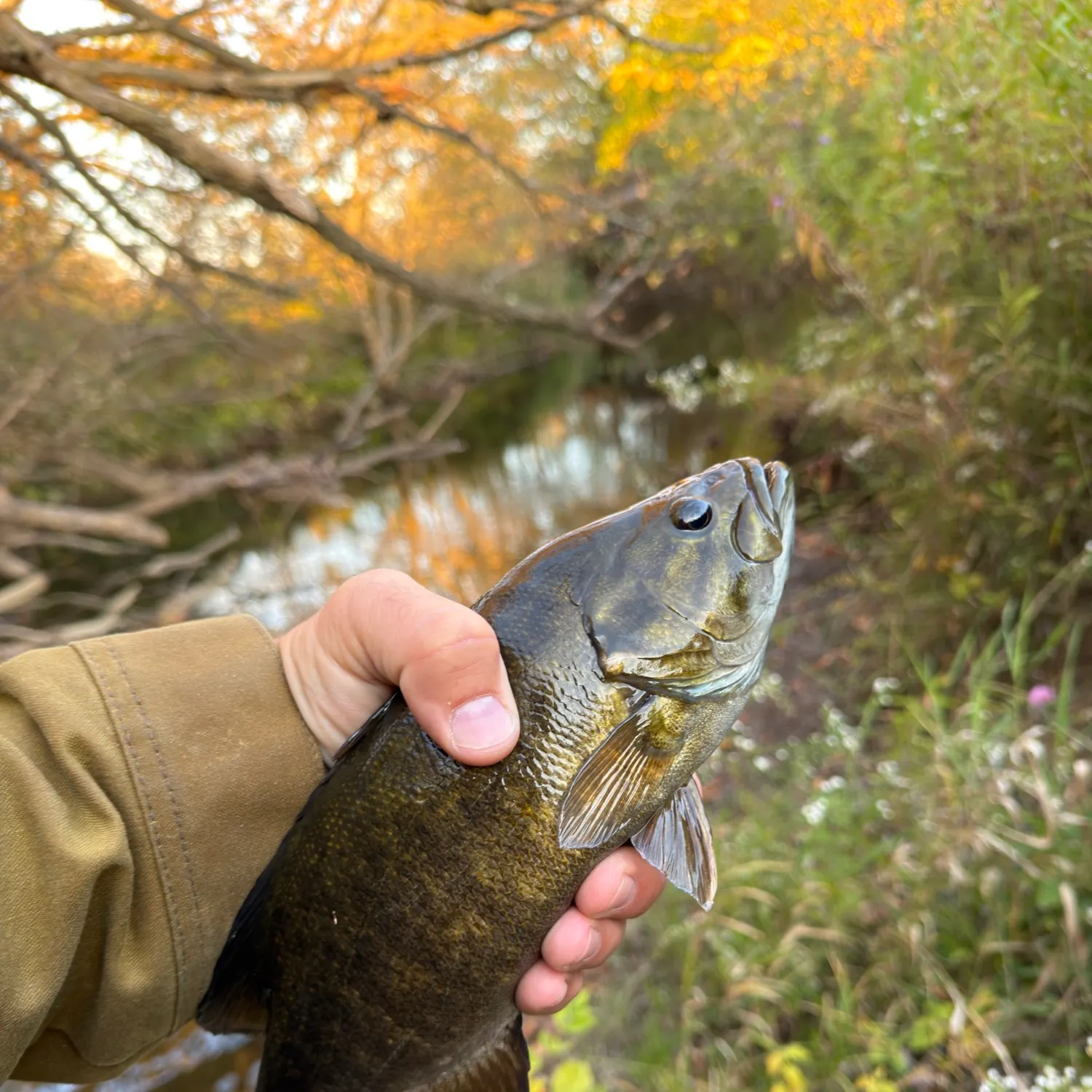 Smallmouth bass caught on Fishbrain