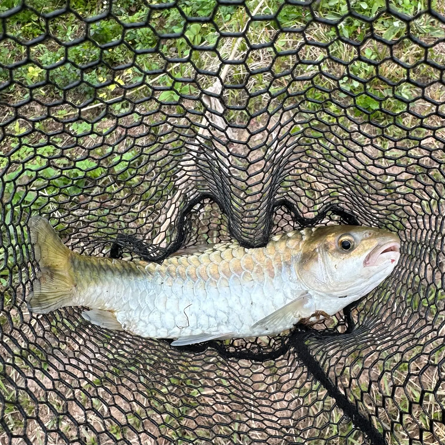 The most recent Golden mahseer catches on Fishbrain