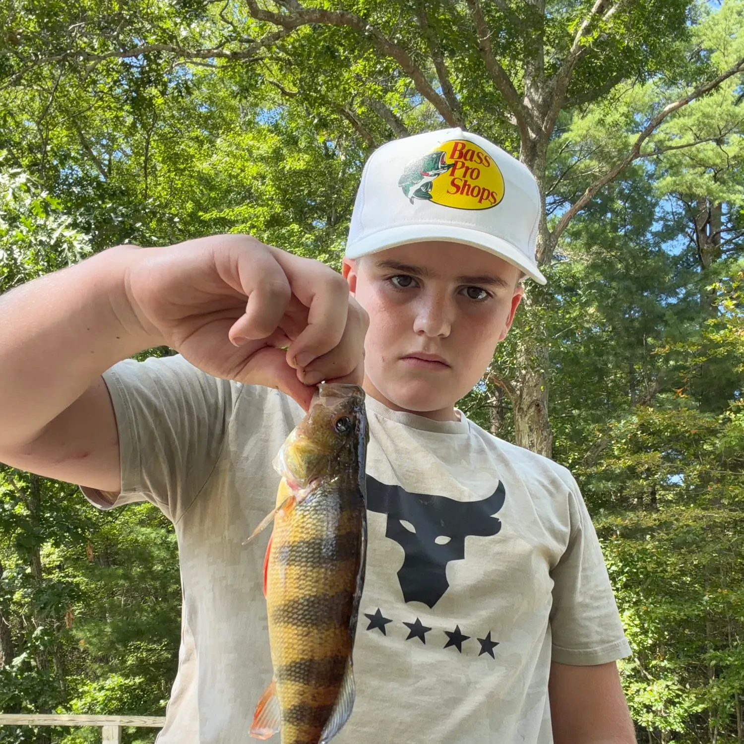 Yellow perch caught on Fishbrain