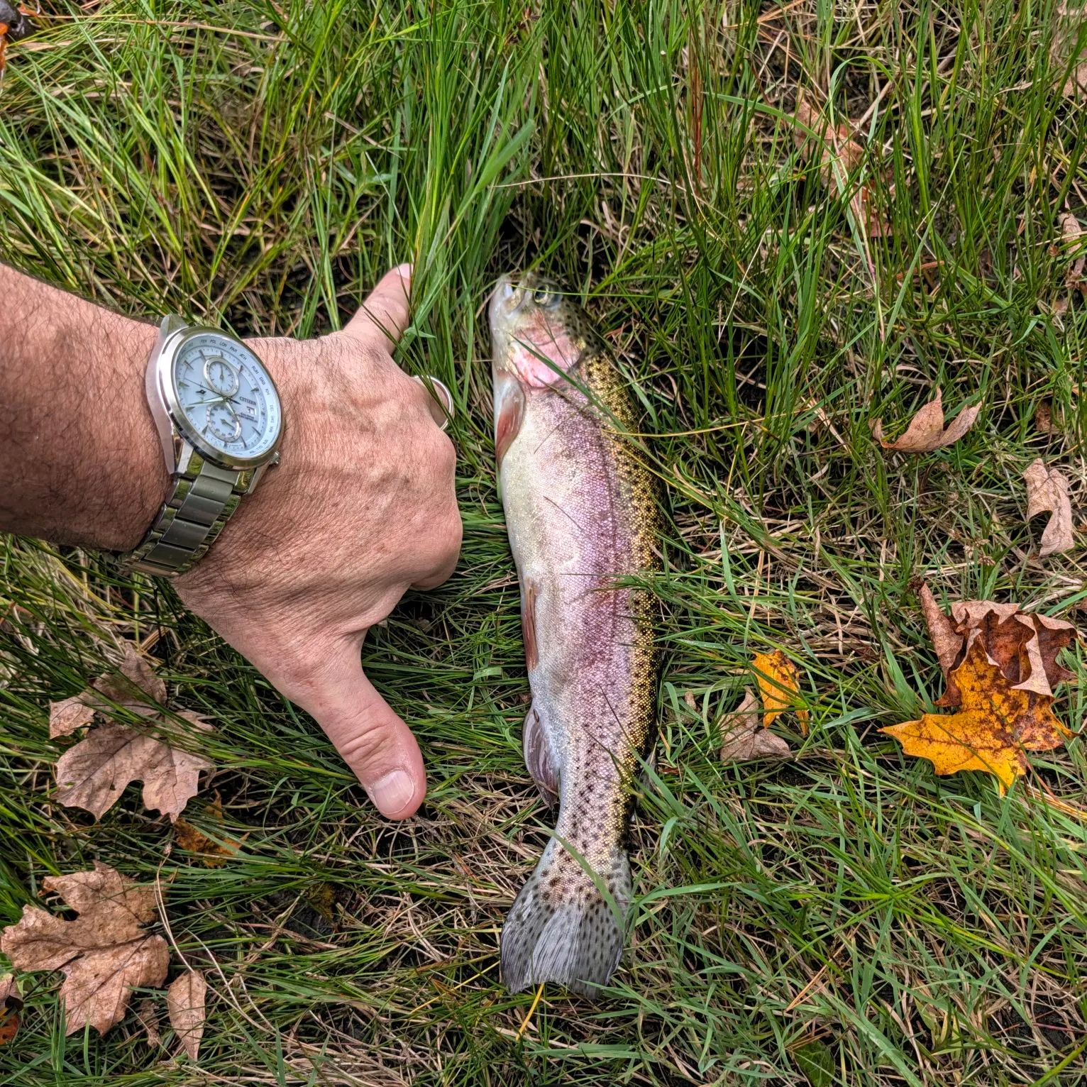 Rainbow trout caught on Fishbrain